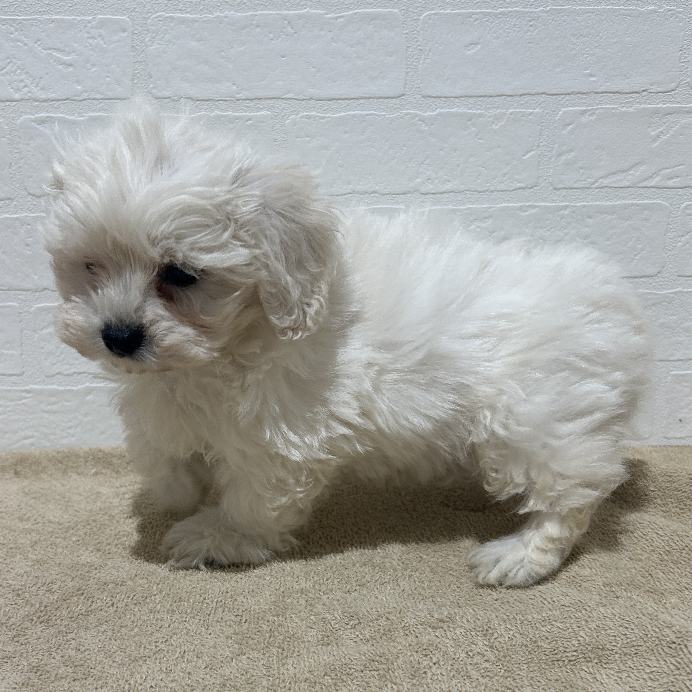 愛知県のハーフ犬・ミックス犬 (ペッツワン常滑店/2025年11月6日生まれ/男の子/ホワイト)の子犬の3枚目の画像