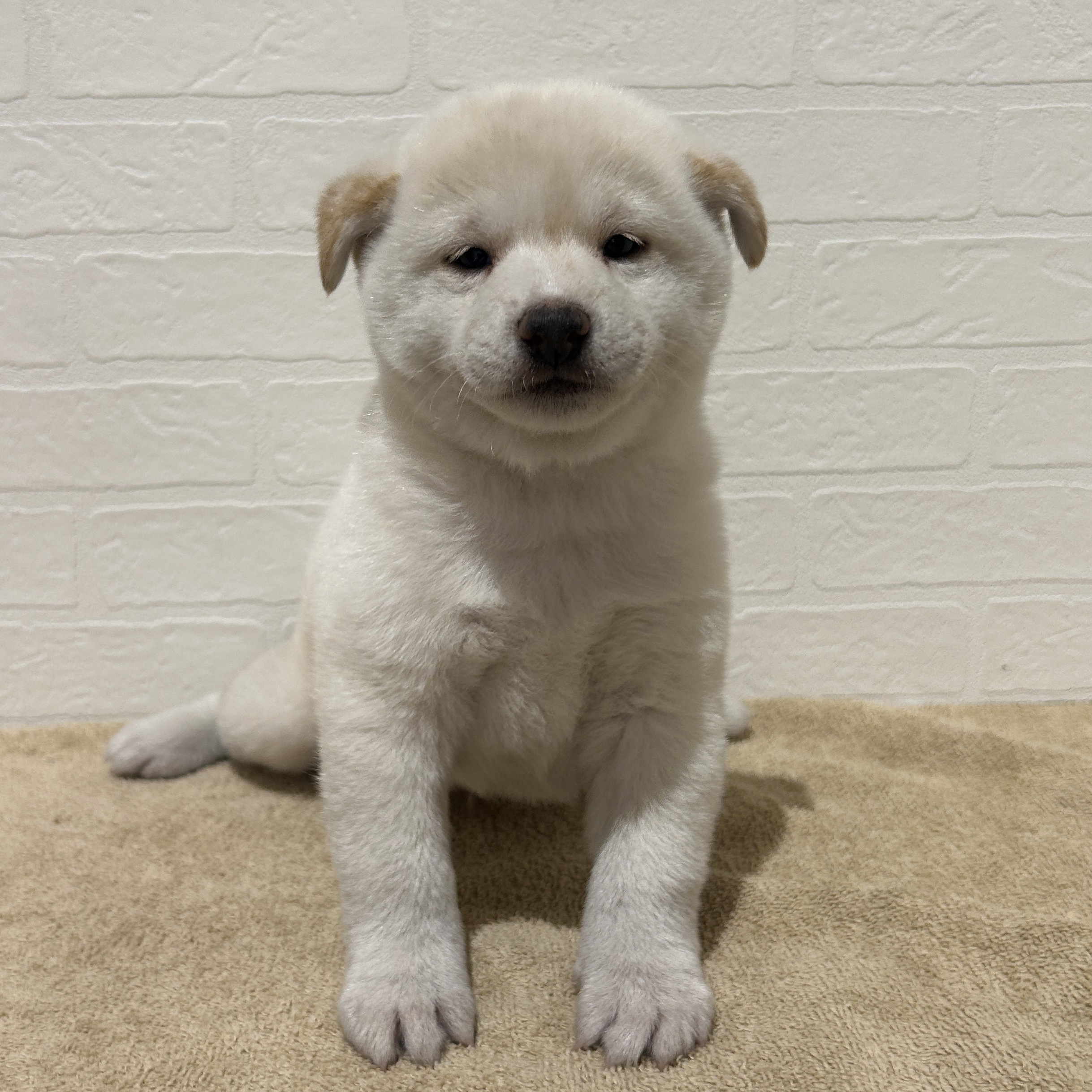 愛知県の柴犬(標準サイズ) (ペッツワン常滑店/2025年11月9日生まれ/男の子/白)の子犬の1枚目の画像