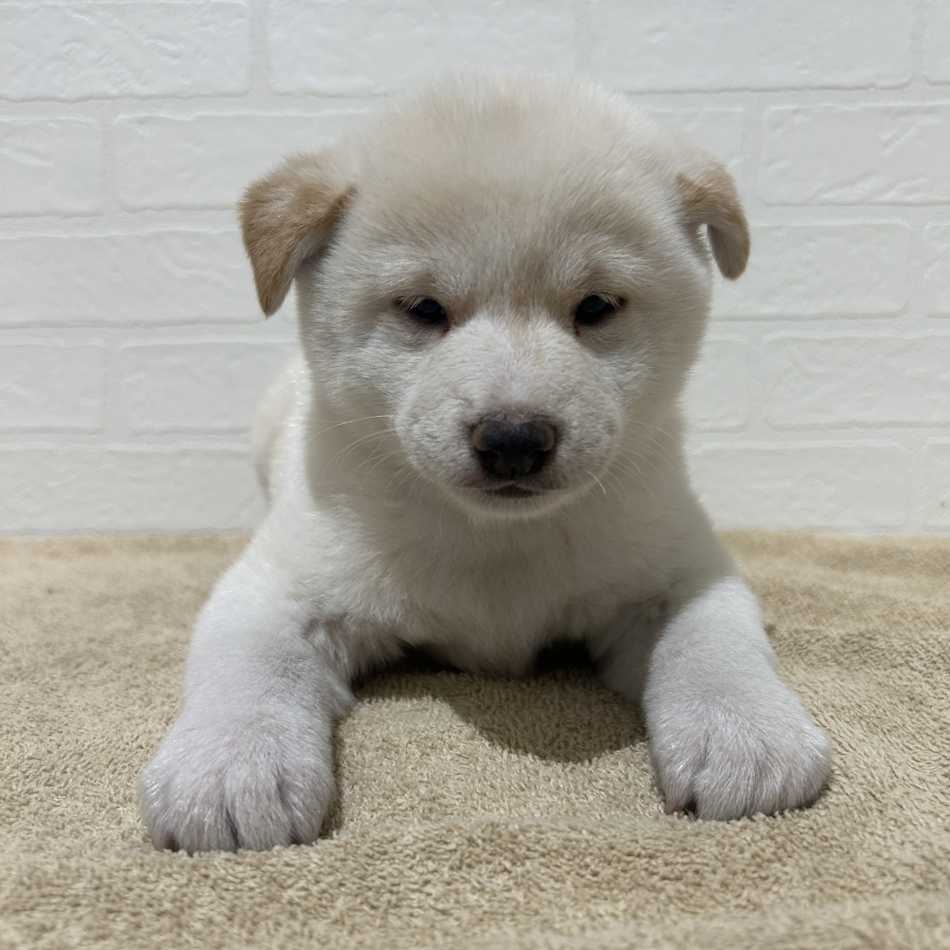 愛知県の柴犬(標準サイズ) (ペッツワン常滑店/2025年11月9日生まれ/男の子/白)の子犬の3枚目の画像