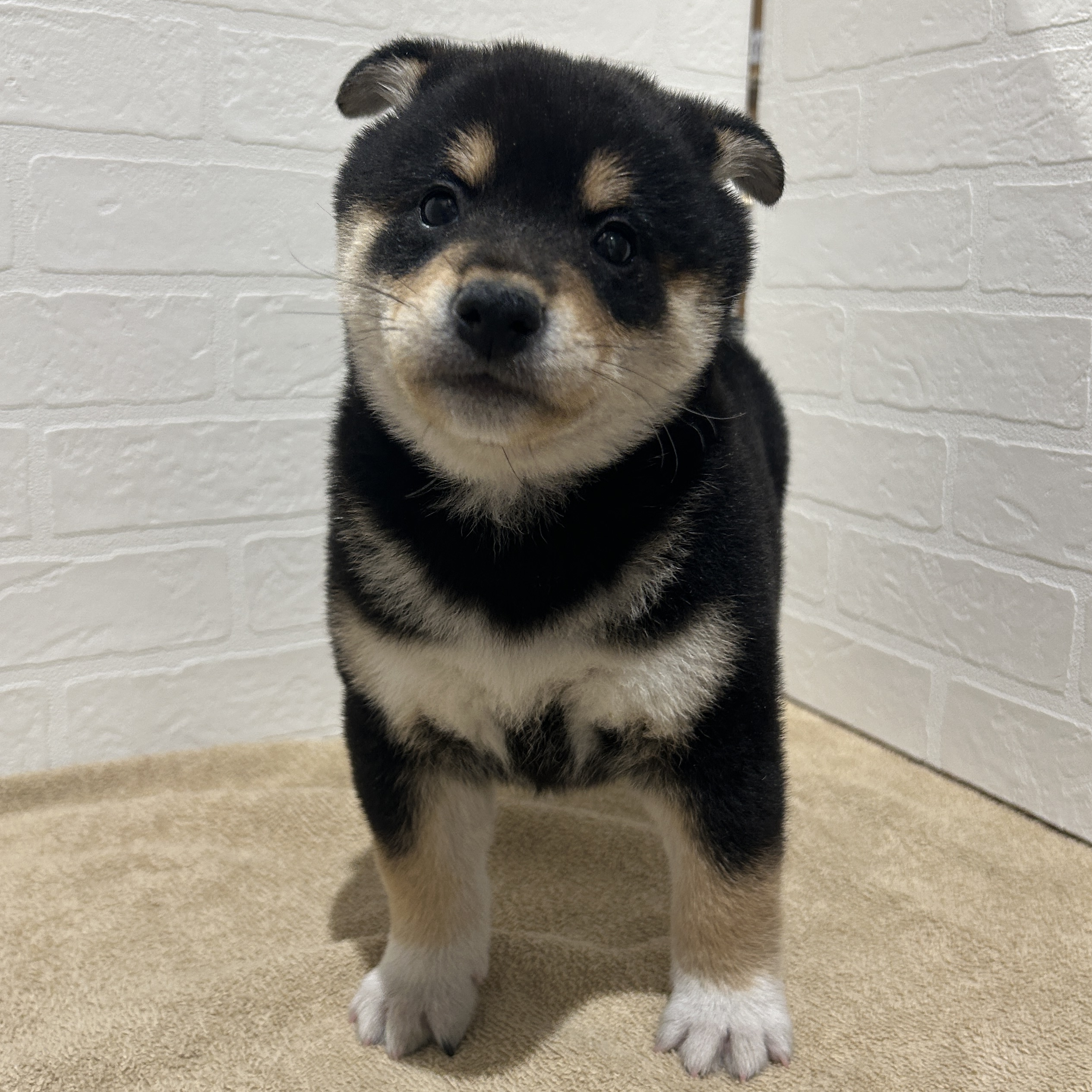 愛知県の柴犬(標準サイズ) (ペッツワン常滑店/2025年11月9日生まれ/男の子/黒)の子犬の2枚目の画像