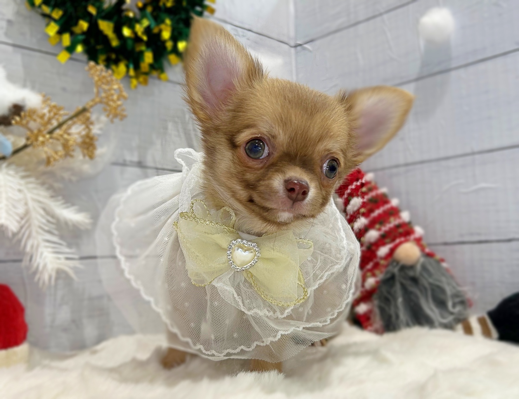 滋賀県のチワワ(ロング) (ペッツワン堅田店/2025年10月15日生まれ/男の子/フォーン)の子犬の2枚目の画像