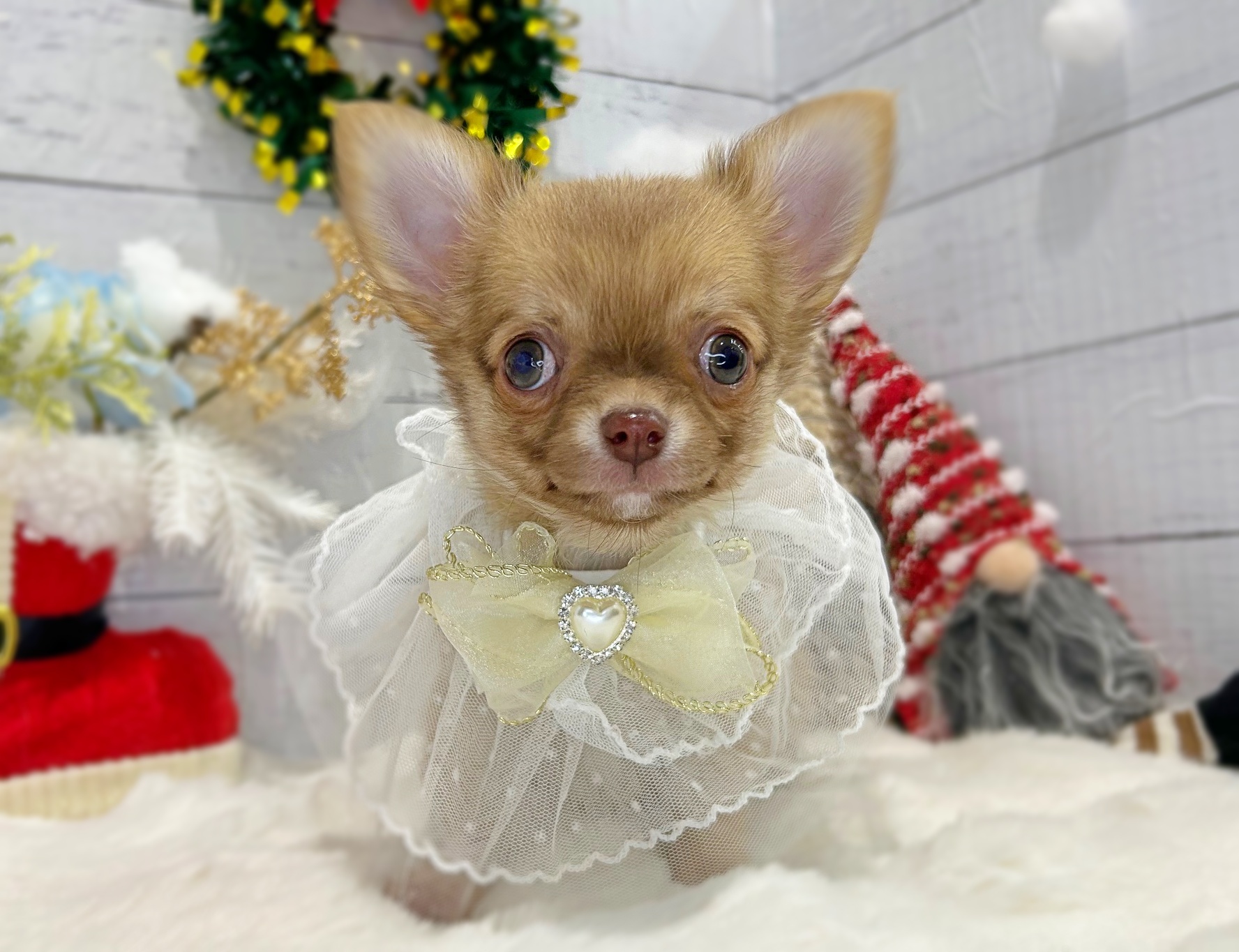 滋賀県のチワワ(ロング) (ペッツワン堅田店/2025年10月15日生まれ/男の子/フォーン)の子犬の1枚目の画像