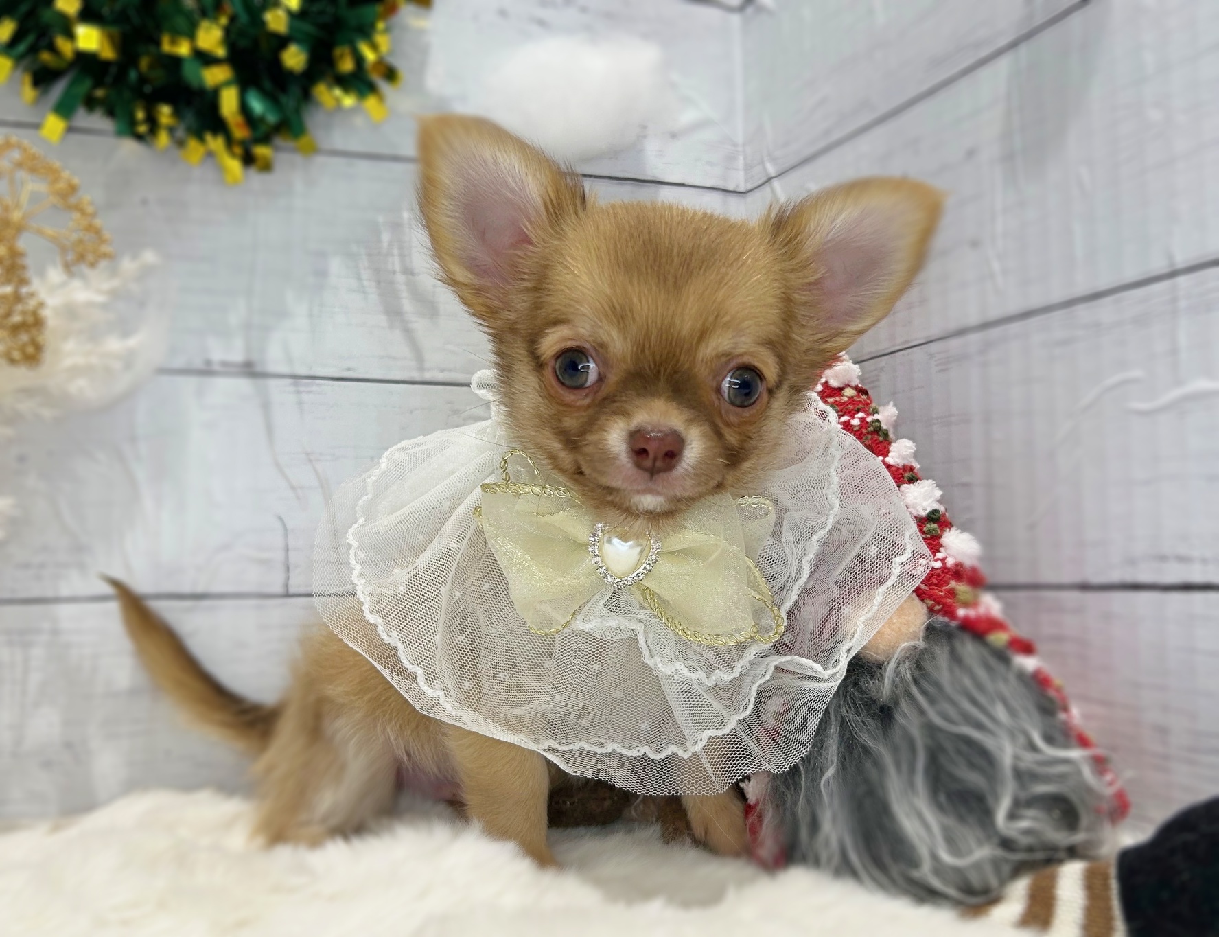 滋賀県のチワワ(ロング) (ペッツワン堅田店/2025年10月15日生まれ/男の子/フォーン)の子犬の3枚目の画像