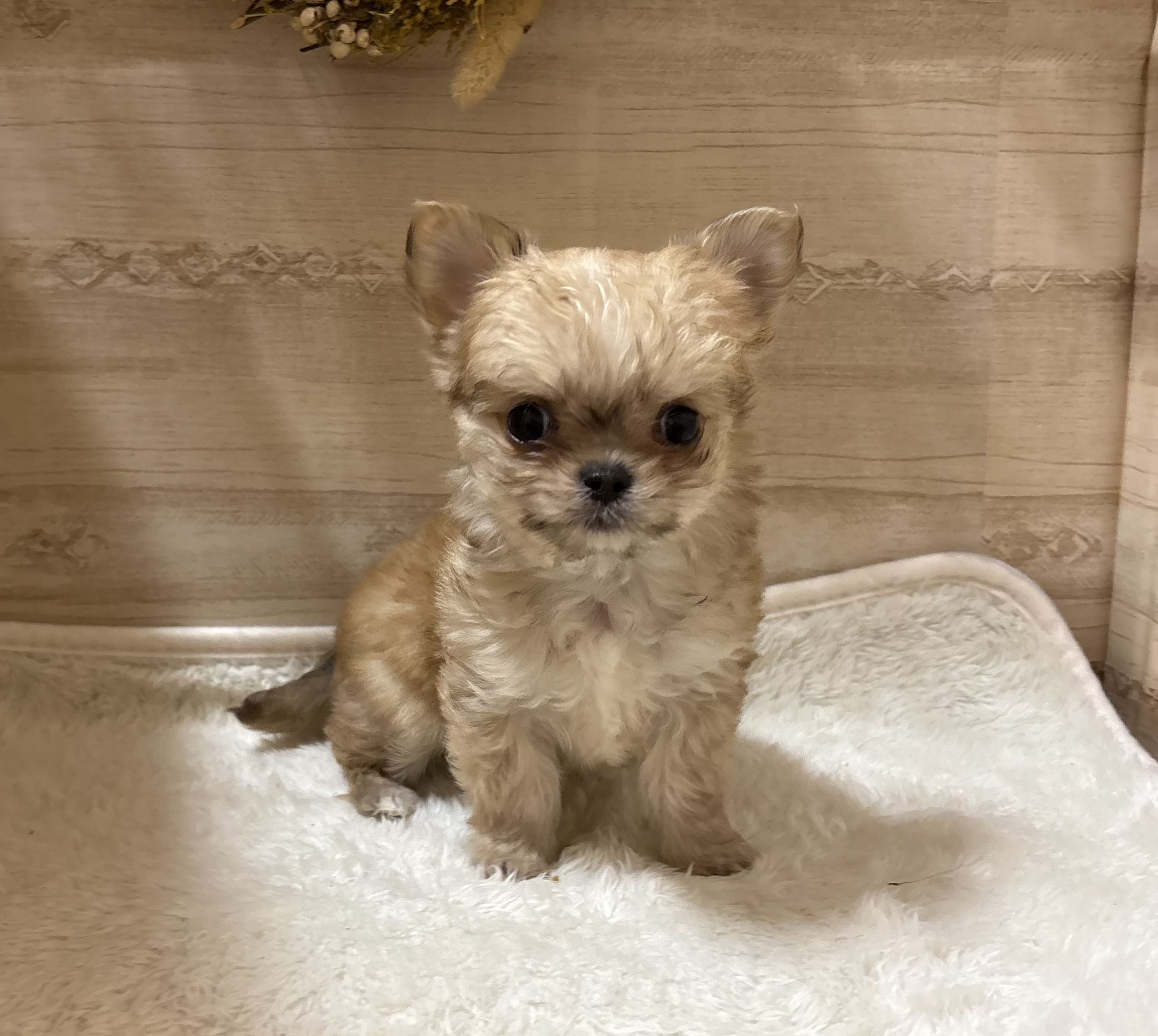 三重県のハーフ犬・ミックス犬 (ペッツワンみえ川越インター店/2025年11月8日生まれ/男の子/アプリコット)の子犬