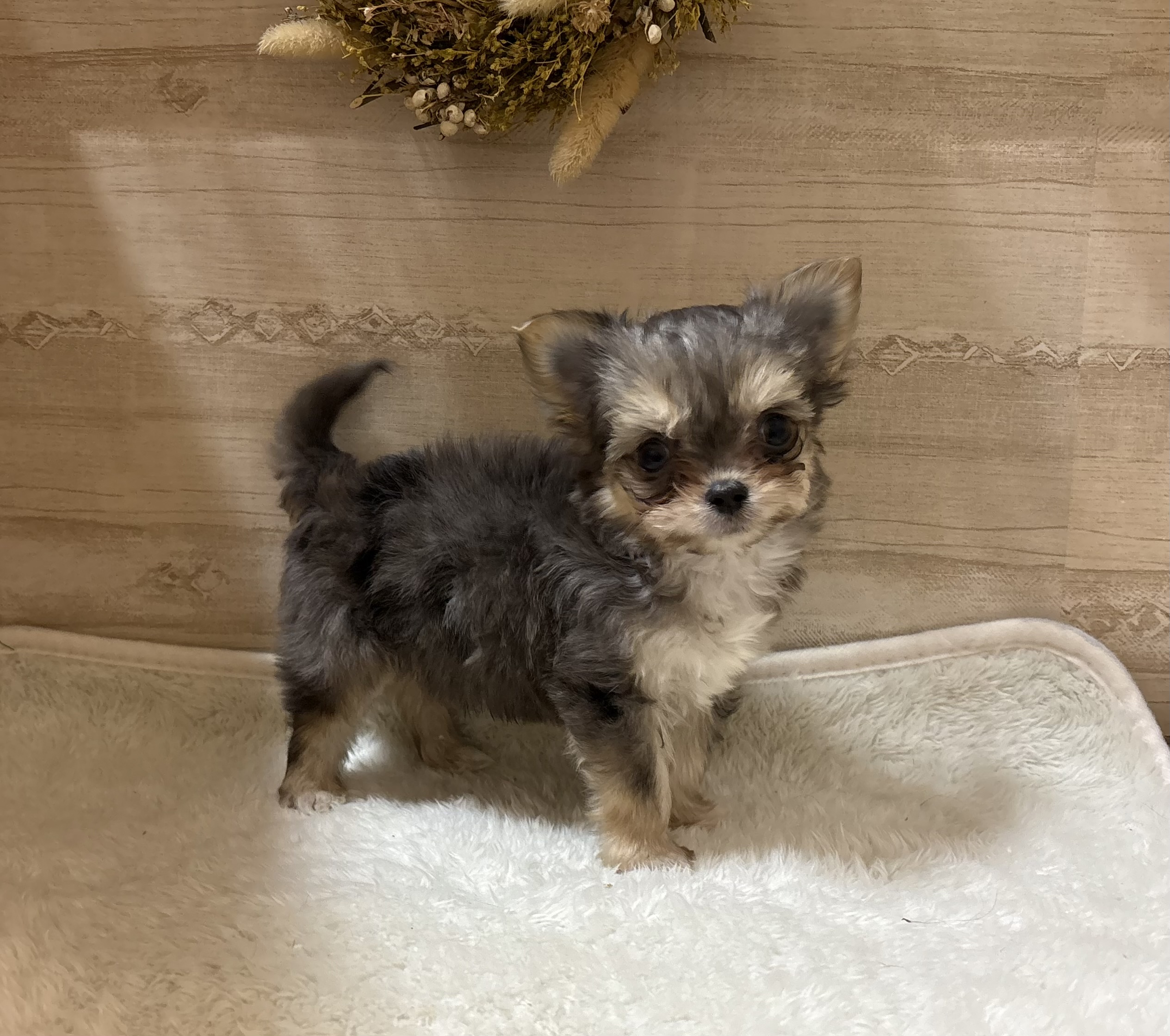 三重県のハーフ犬・ミックス犬 (ペッツワンみえ川越インター店/2025年11月8日生まれ/男の子/ブルーマール)の子犬