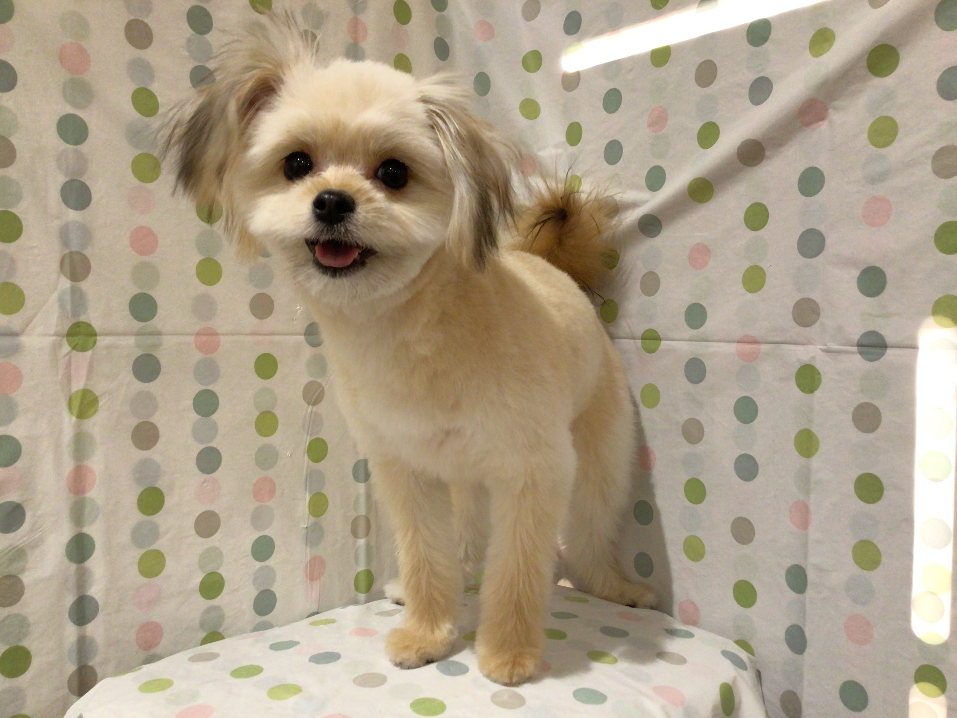 茨城県のハーフ犬・ミックス犬 (ペッツワン高萩店/2025年6月15日生まれ/女の子/オレンジ)の子犬