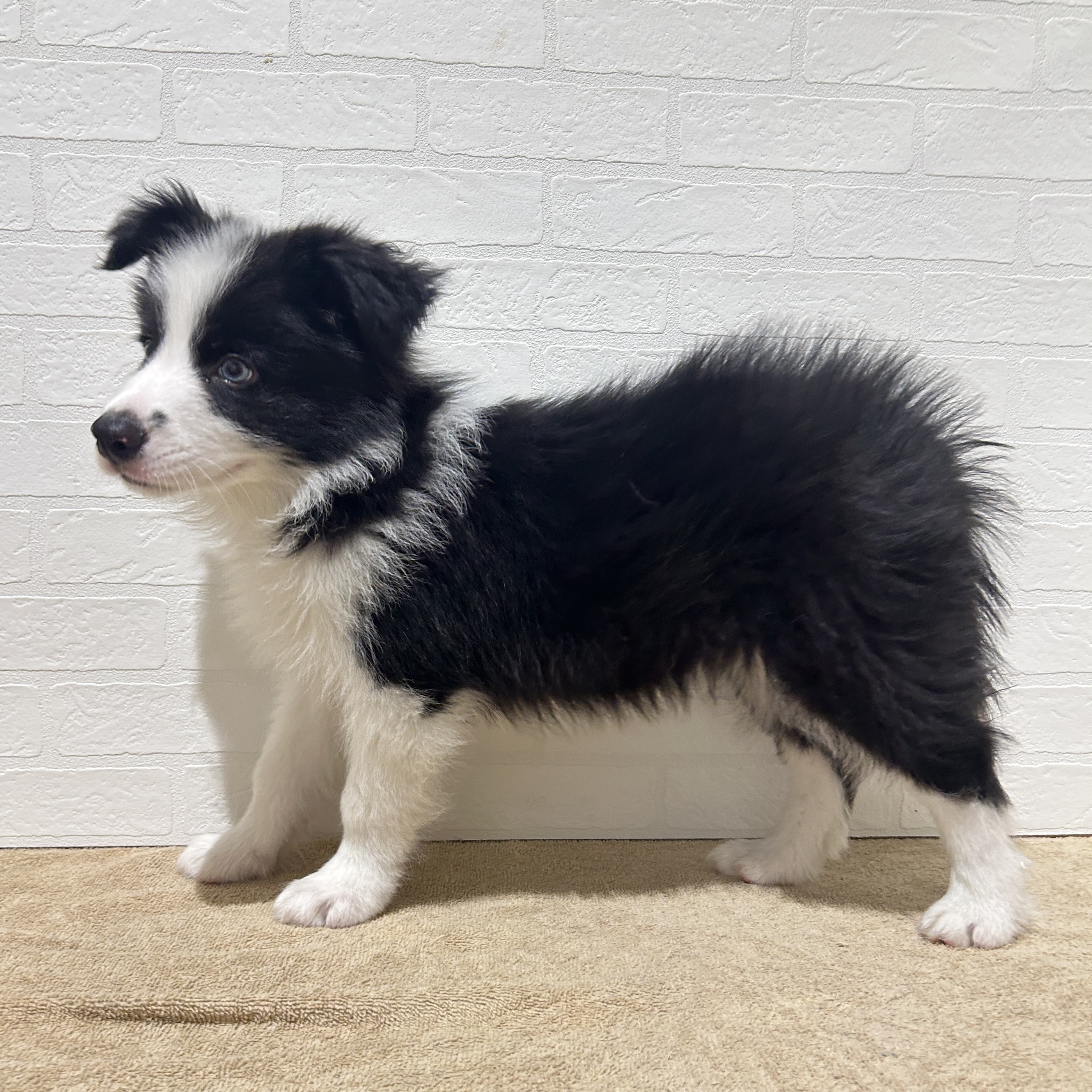 愛知県のボーダーコリー (ペッツワン常滑店/2025年11月8日生まれ/男の子/ブラックホワイト)の子犬の2枚目の画像