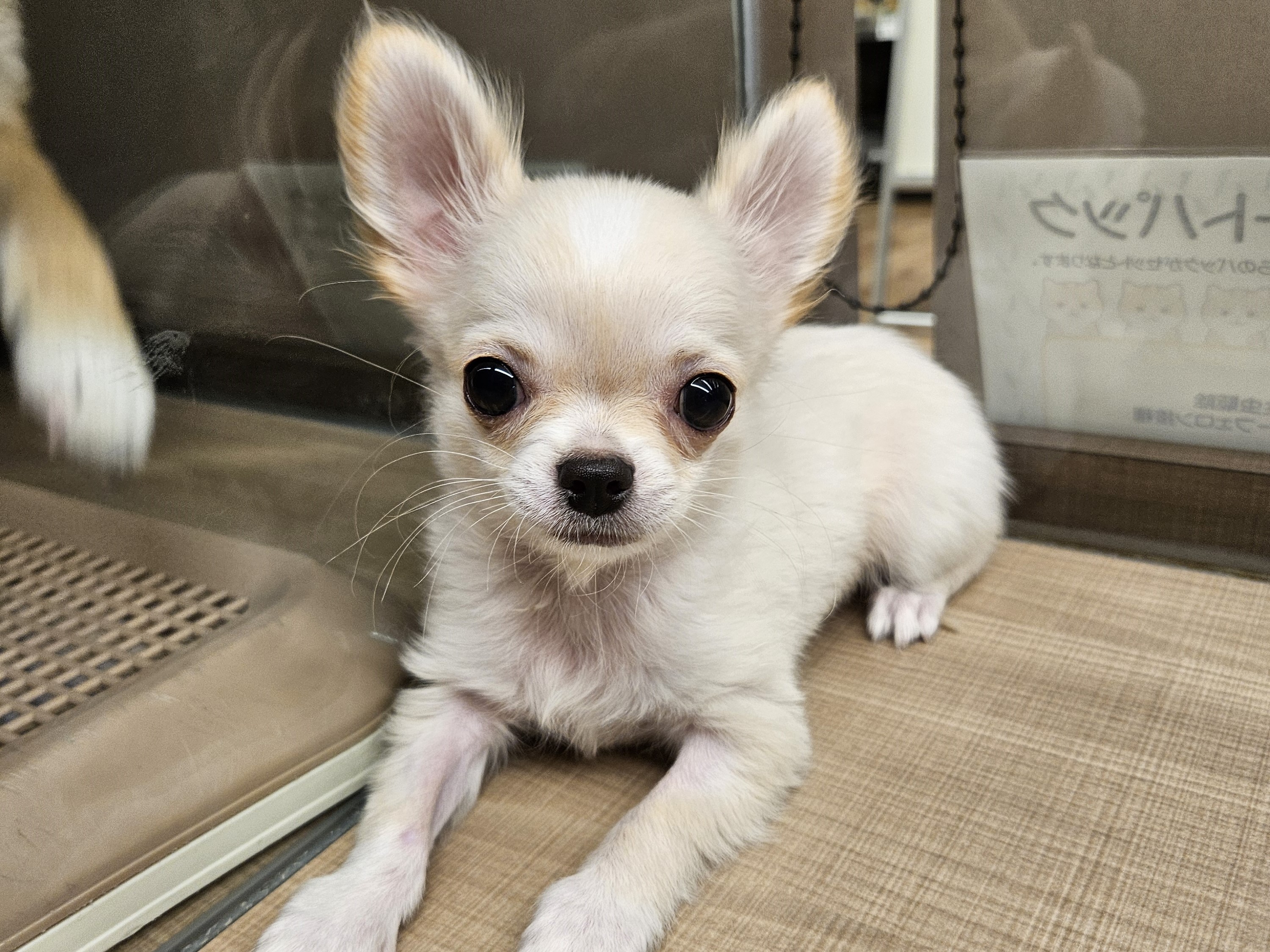 チワワ - 川島インター店 | ペッツワン