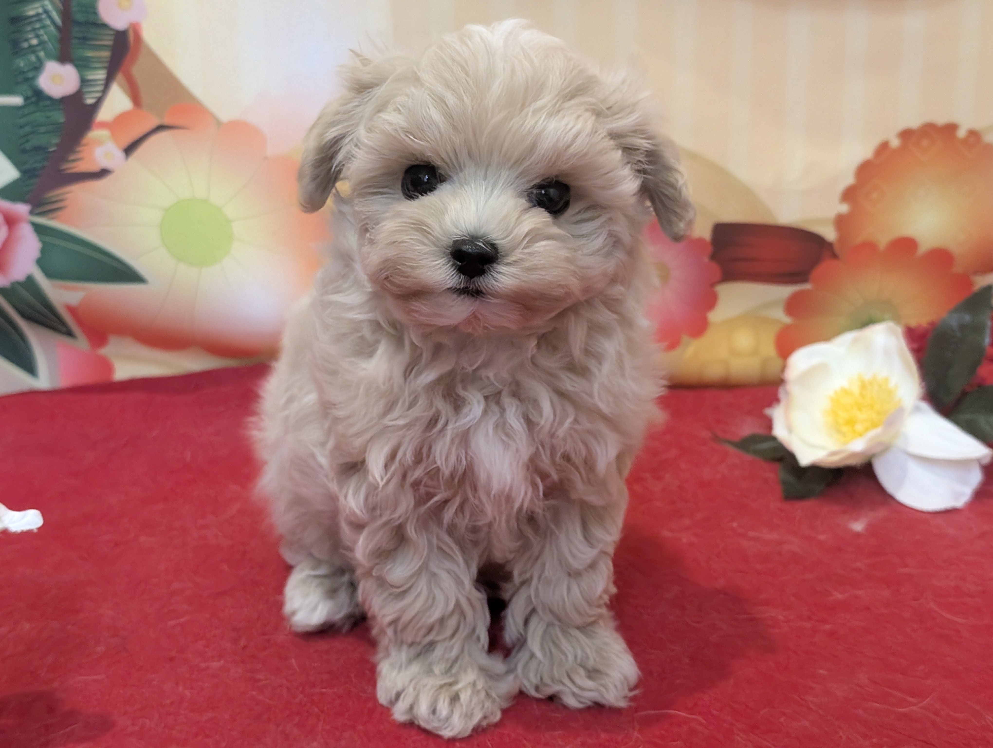 岐阜県のハーフ犬・ミックス犬 (ペッツワン関店/2025年11月6日生まれ/男の子/クリーム)の子犬