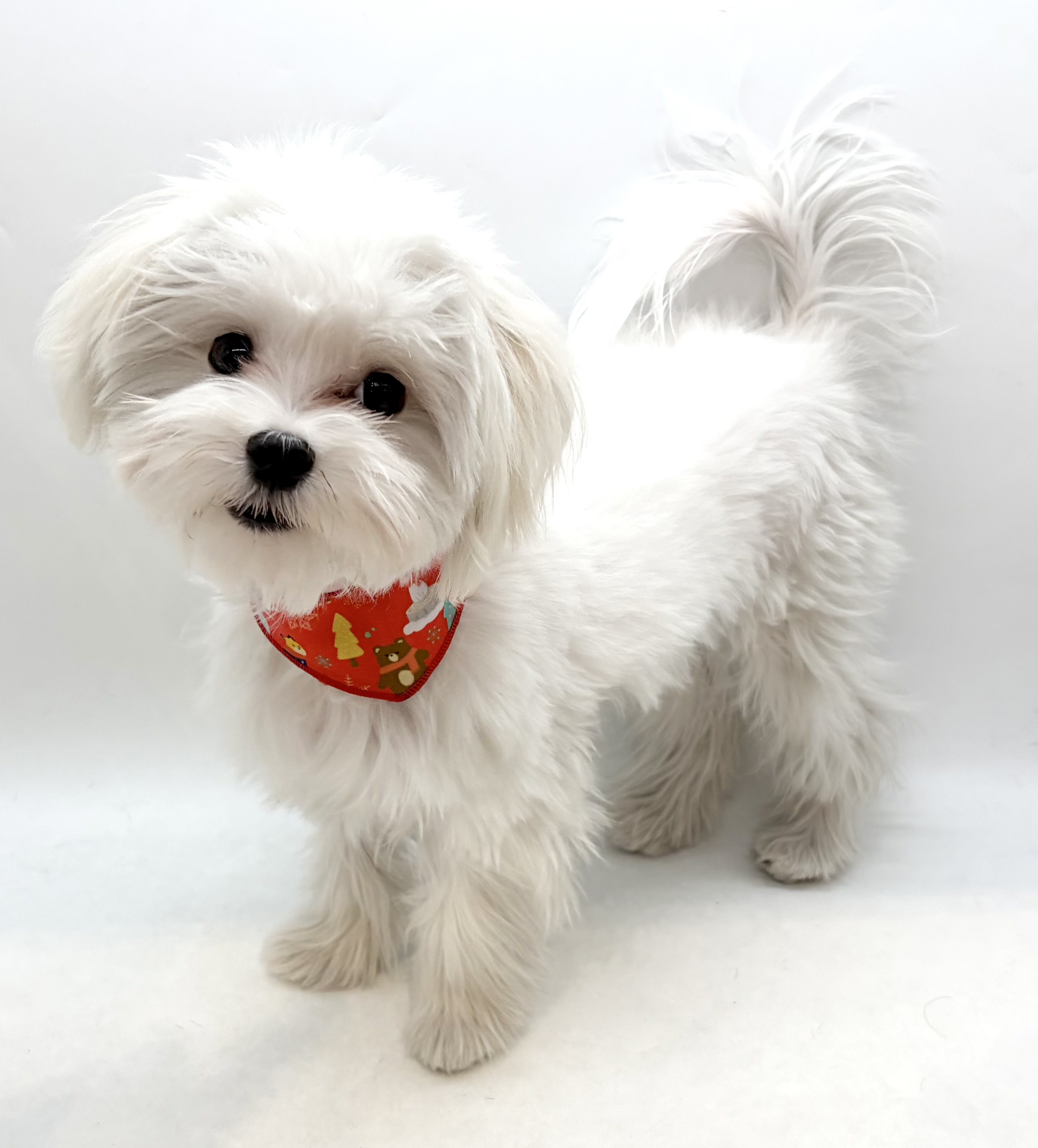 埼玉県のマルチーズ (ペッツワン行田店/2025年7月1日生まれ/男の子/ホワイト)の子犬の1枚目の画像