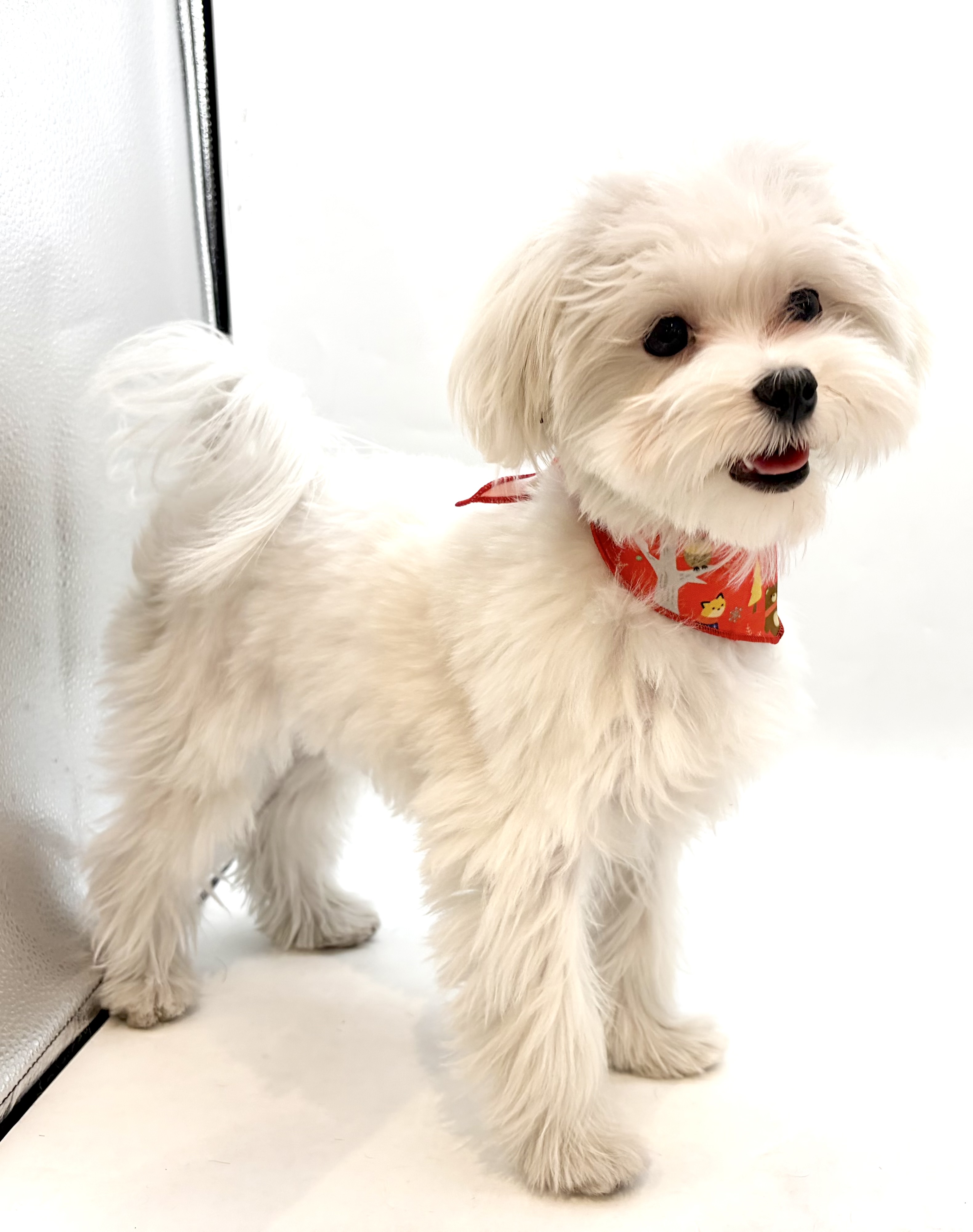 埼玉県のマルチーズ (ペッツワン行田店/2025年7月1日生まれ/男の子/ホワイト)の子犬の2枚目の画像