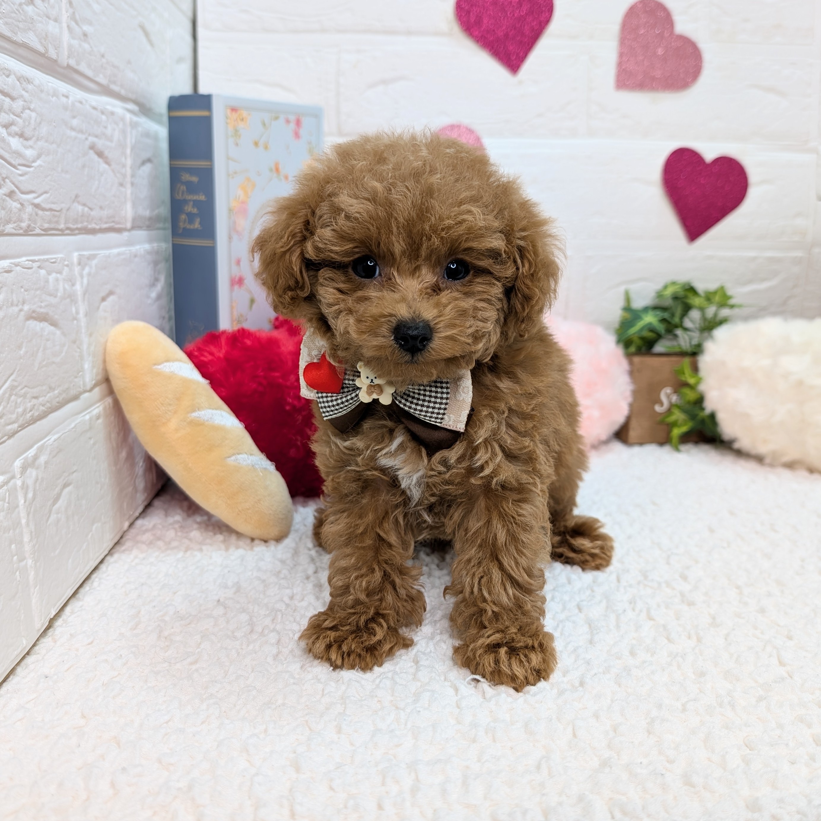 大阪府のトイプードル(トイ) (ペッツワン東大阪店/2025年11月8日生まれ/男の子/オレンジフォーン)の子犬