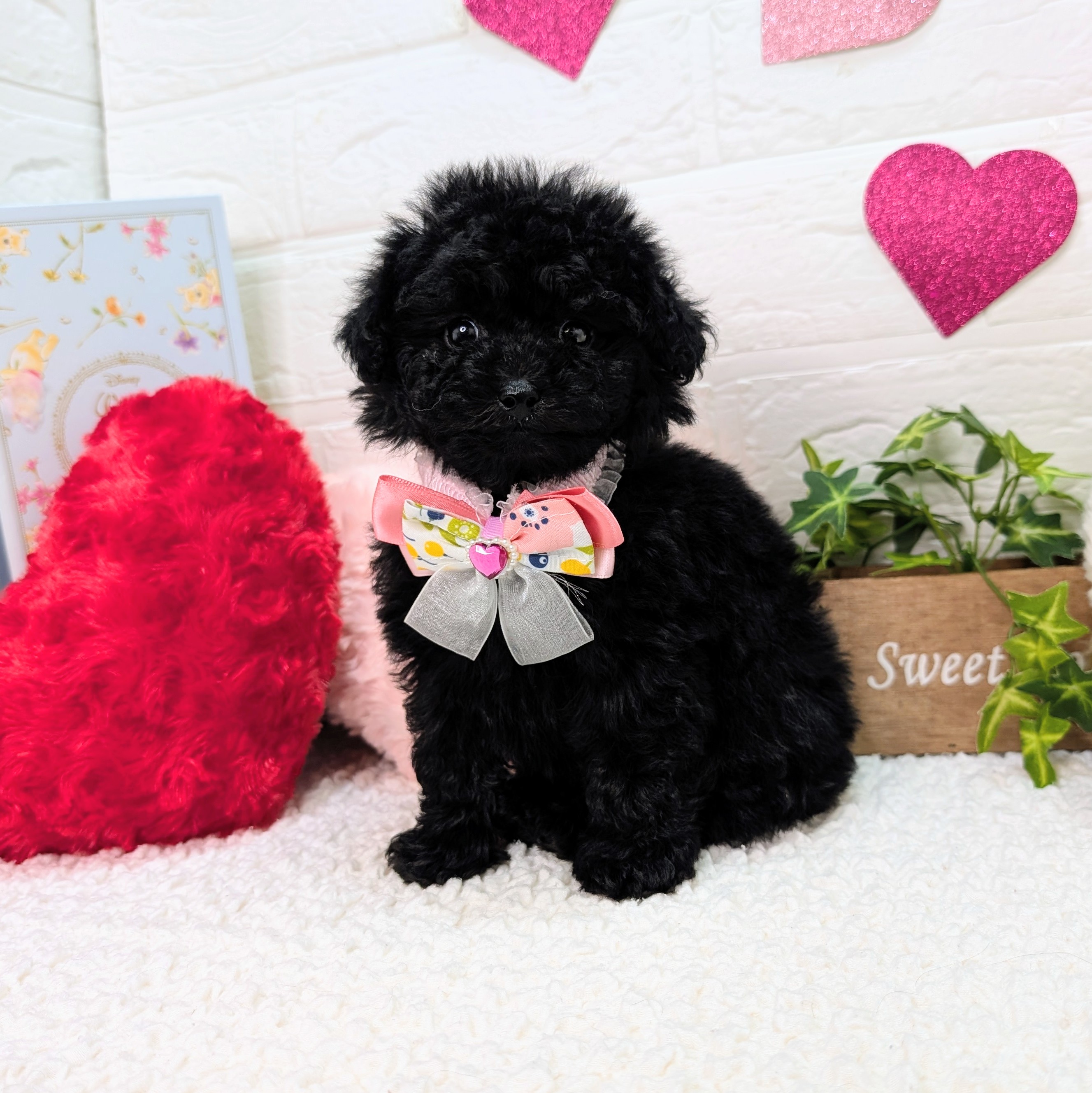 大阪府のトイプードル(トイ) (ペッツワン東大阪店/2025年11月8日生まれ/女の子/ブラック)の子犬の2枚目の画像