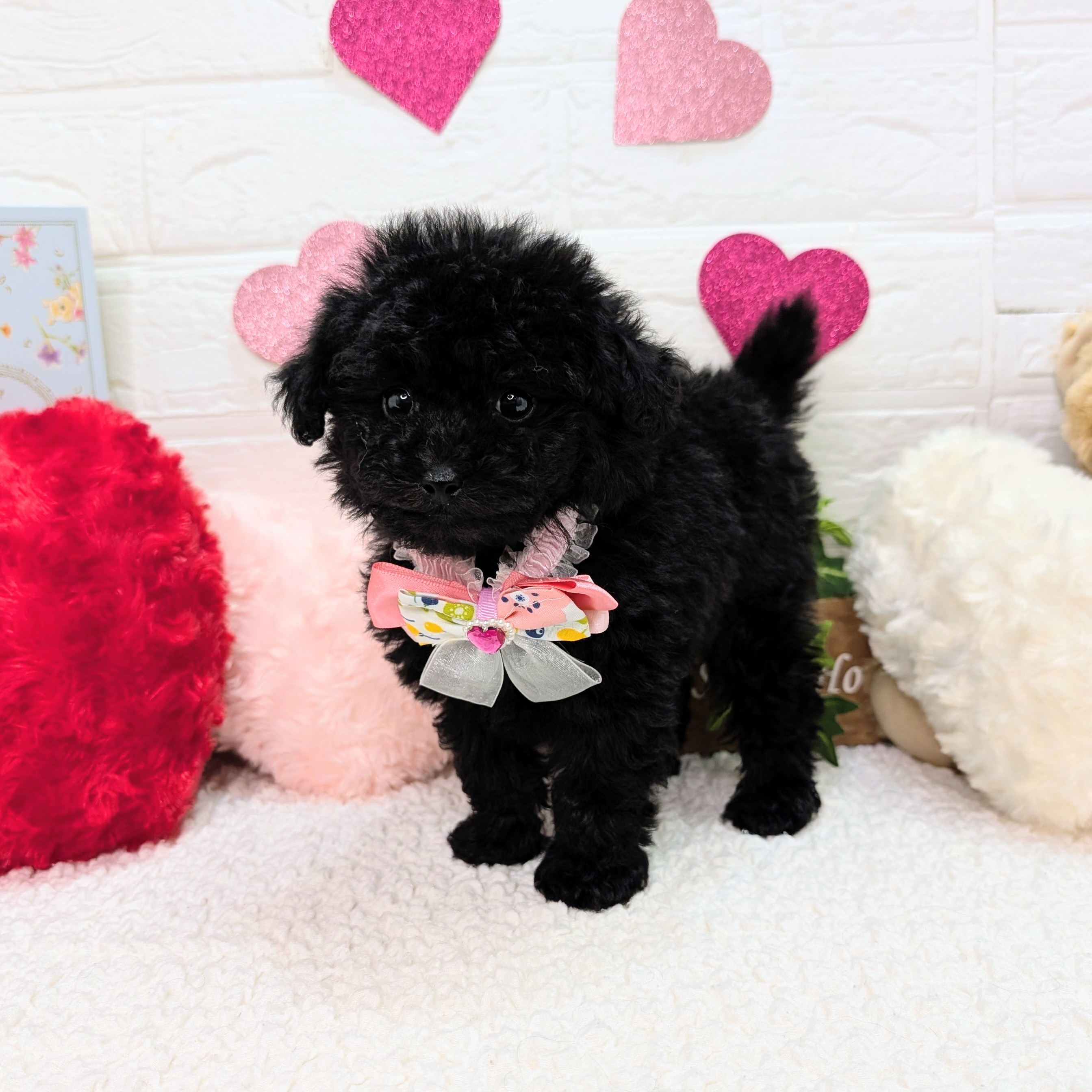 大阪府のトイプードル(トイ) (ペッツワン東大阪店/2025年11月8日生まれ/女の子/ブラック)の子犬の1枚目の画像