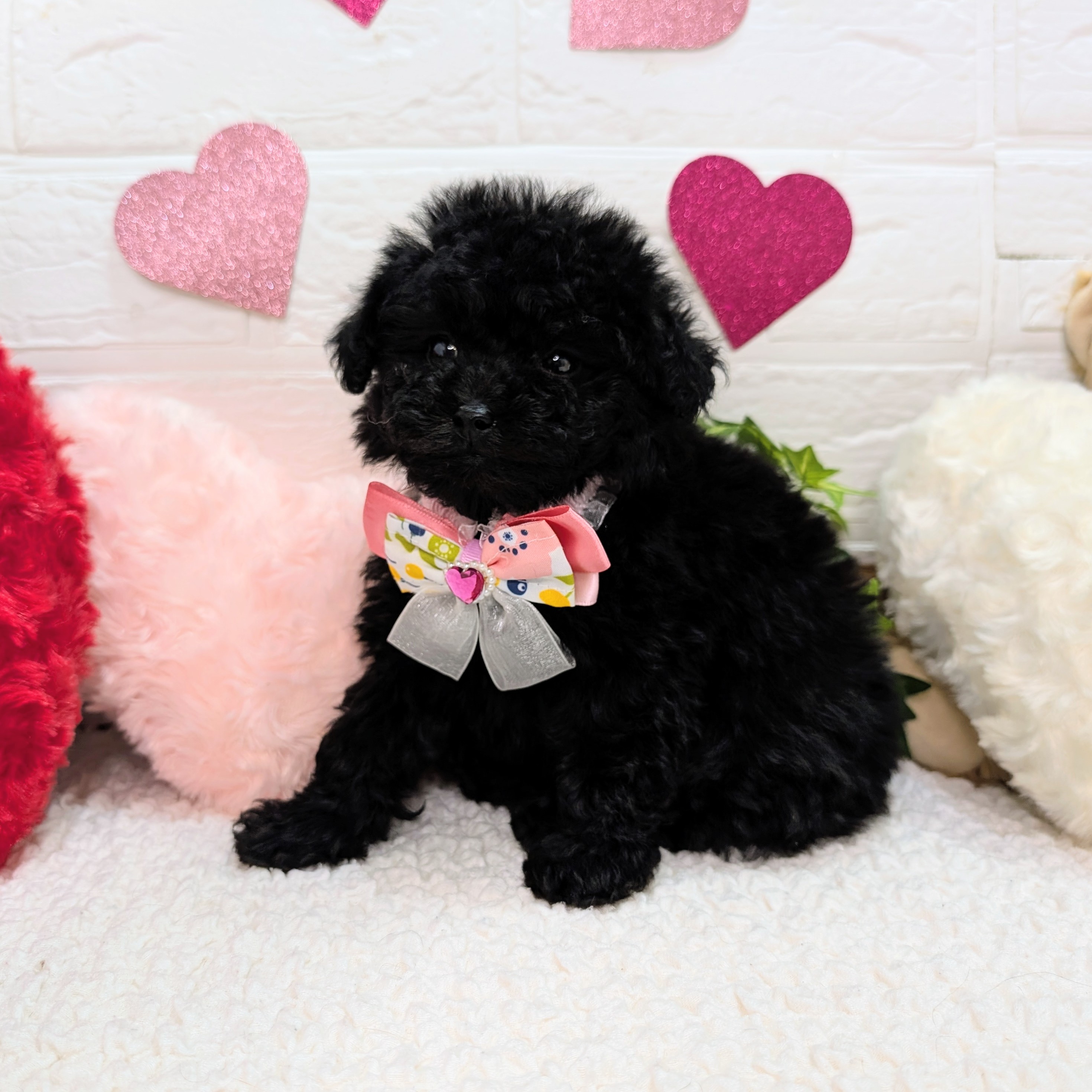 大阪府のトイプードル(トイ) (ペッツワン東大阪店/2025年11月8日生まれ/女の子/ブラック)の子犬の3枚目の画像