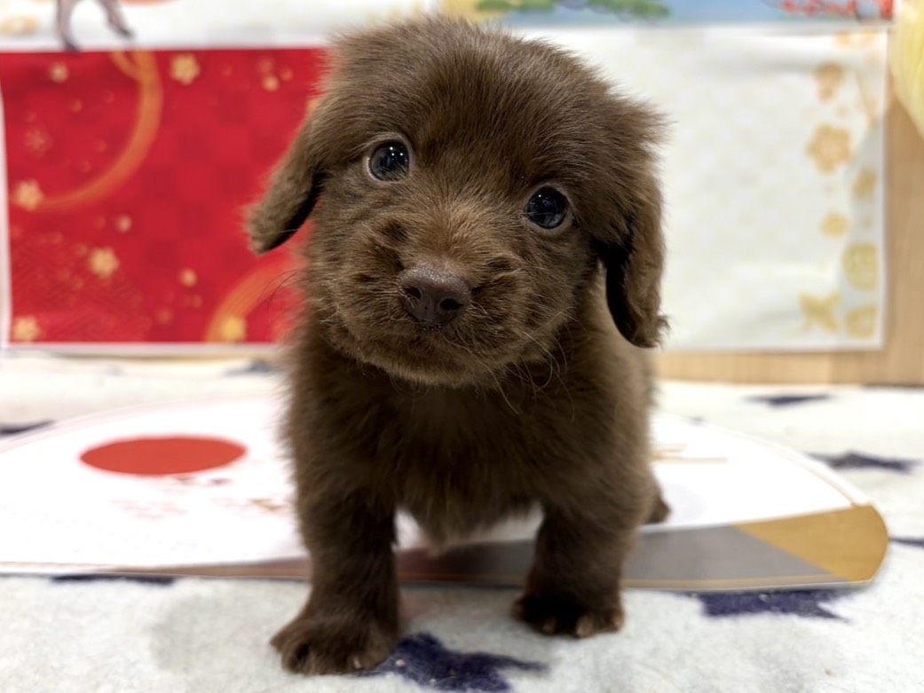 福島県のミニチュアダックスフンド(ロング) (ペッツワン会津若松店/2025年11月7日生まれ/男の子/チョコレート)の子犬の1枚目の画像