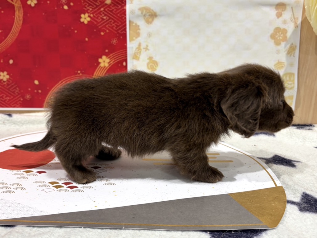 福島県のミニチュアダックスフンド(ロング) (ペッツワン会津若松店/2025年11月7日生まれ/男の子/チョコレート)の子犬の3枚目の画像