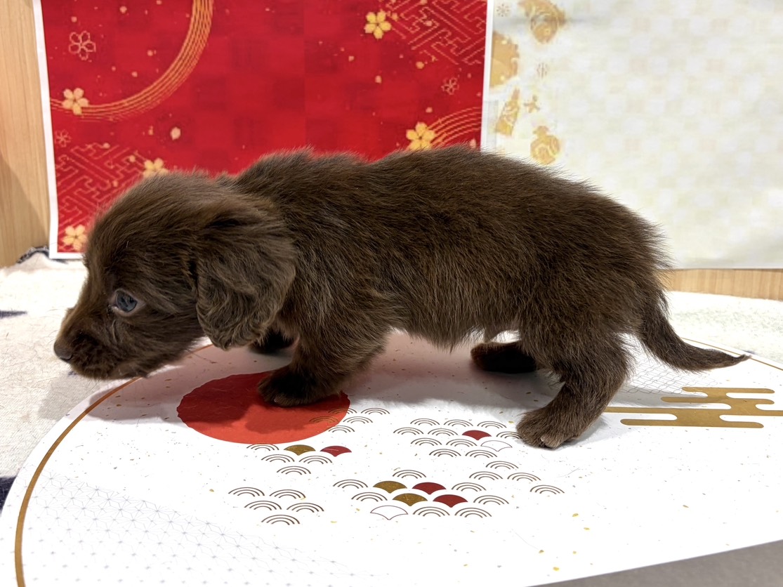 福島県のミニチュアダックスフンド(ロング) (ペッツワン会津若松店/2025年11月7日生まれ/男の子/チョコレート)の子犬の2枚目の画像