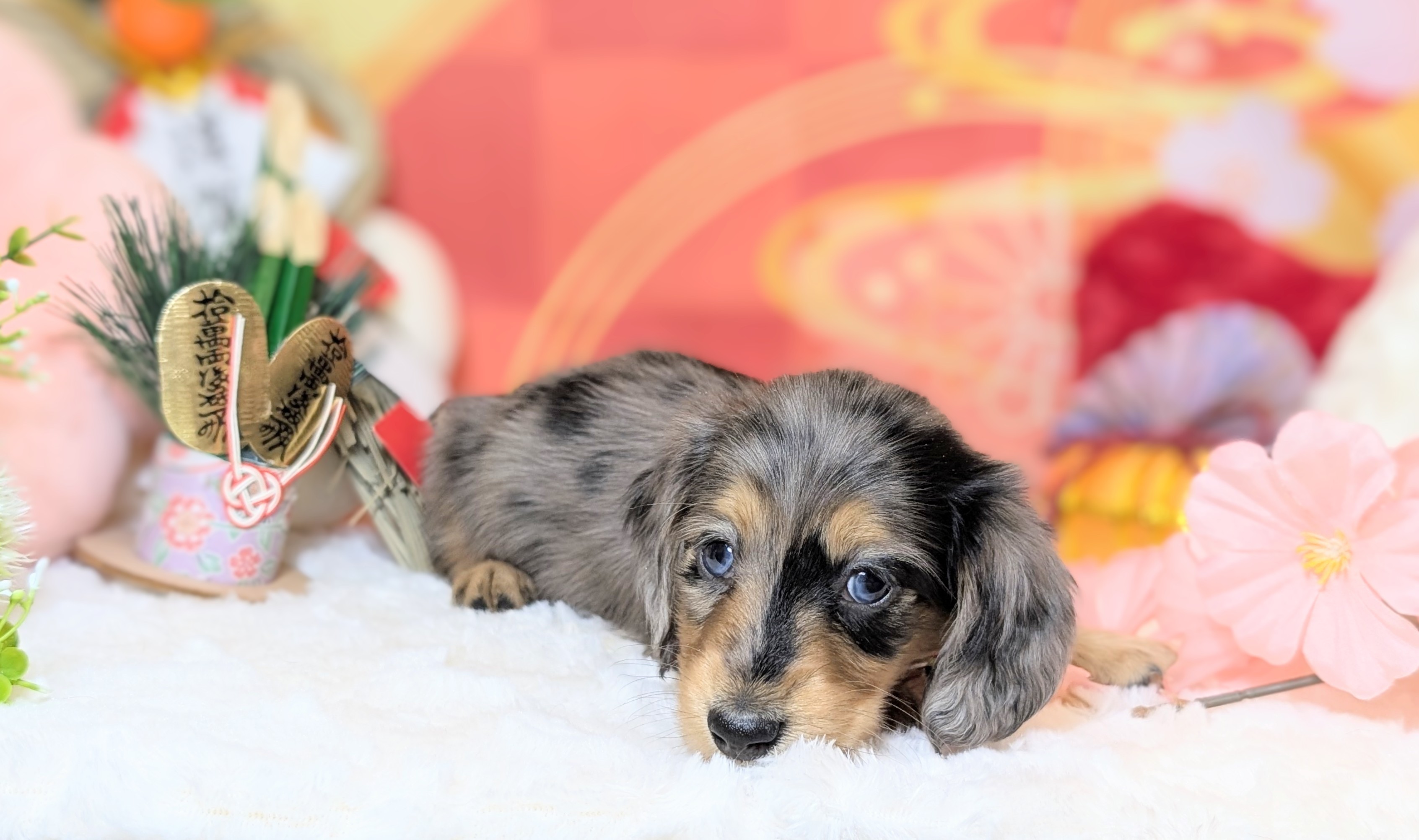 兵庫県のミニチュアダックスフンド(ロング) (ペッツワン神戸西神南店/2025年10月30日生まれ/女の子/シルバーダップル)の子犬の1枚目の画像