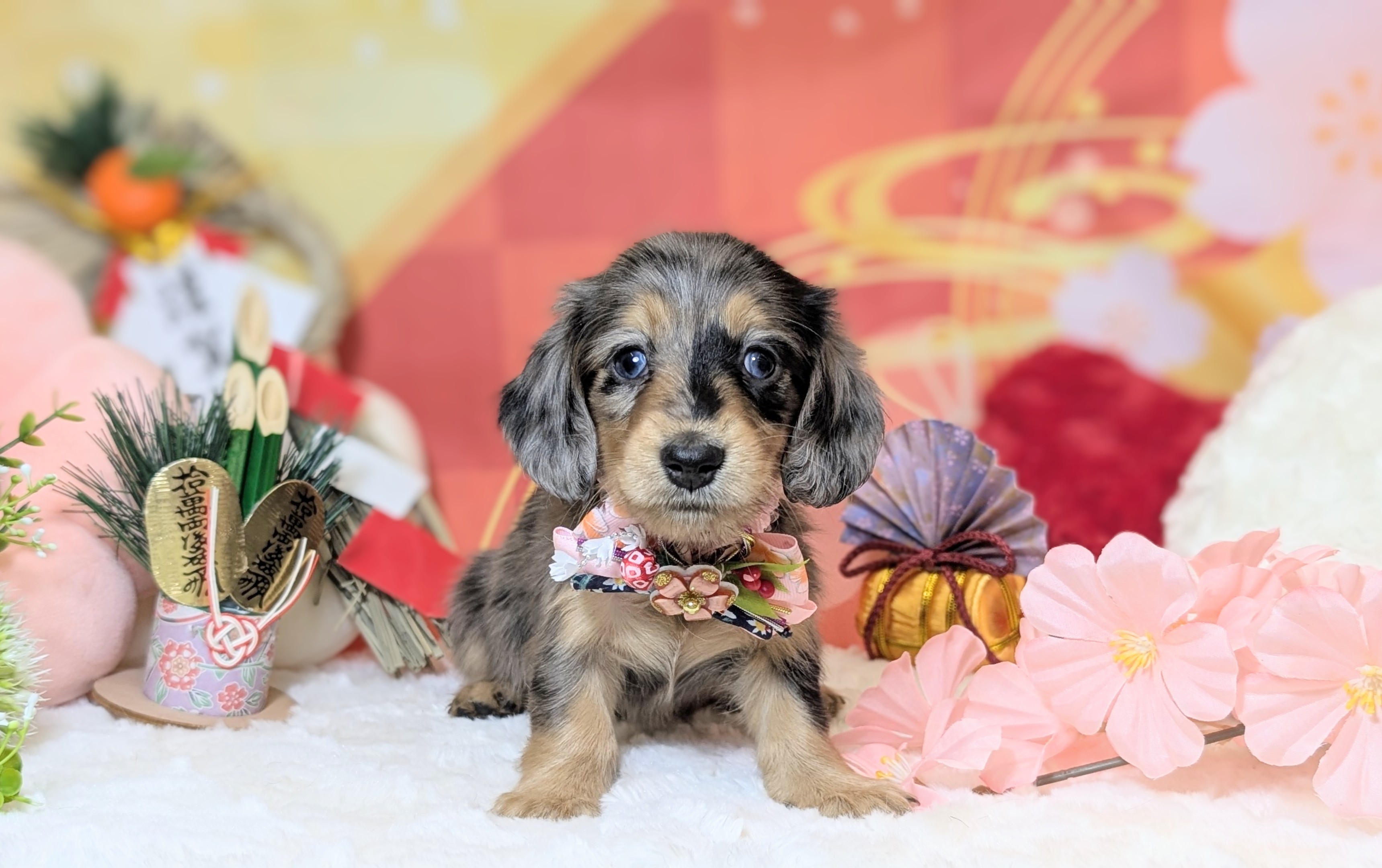 兵庫県のミニチュアダックスフンド(ロング) (ペッツワン神戸西神南店/2025年10月30日生まれ/女の子/シルバーダップル)の子犬の3枚目の画像