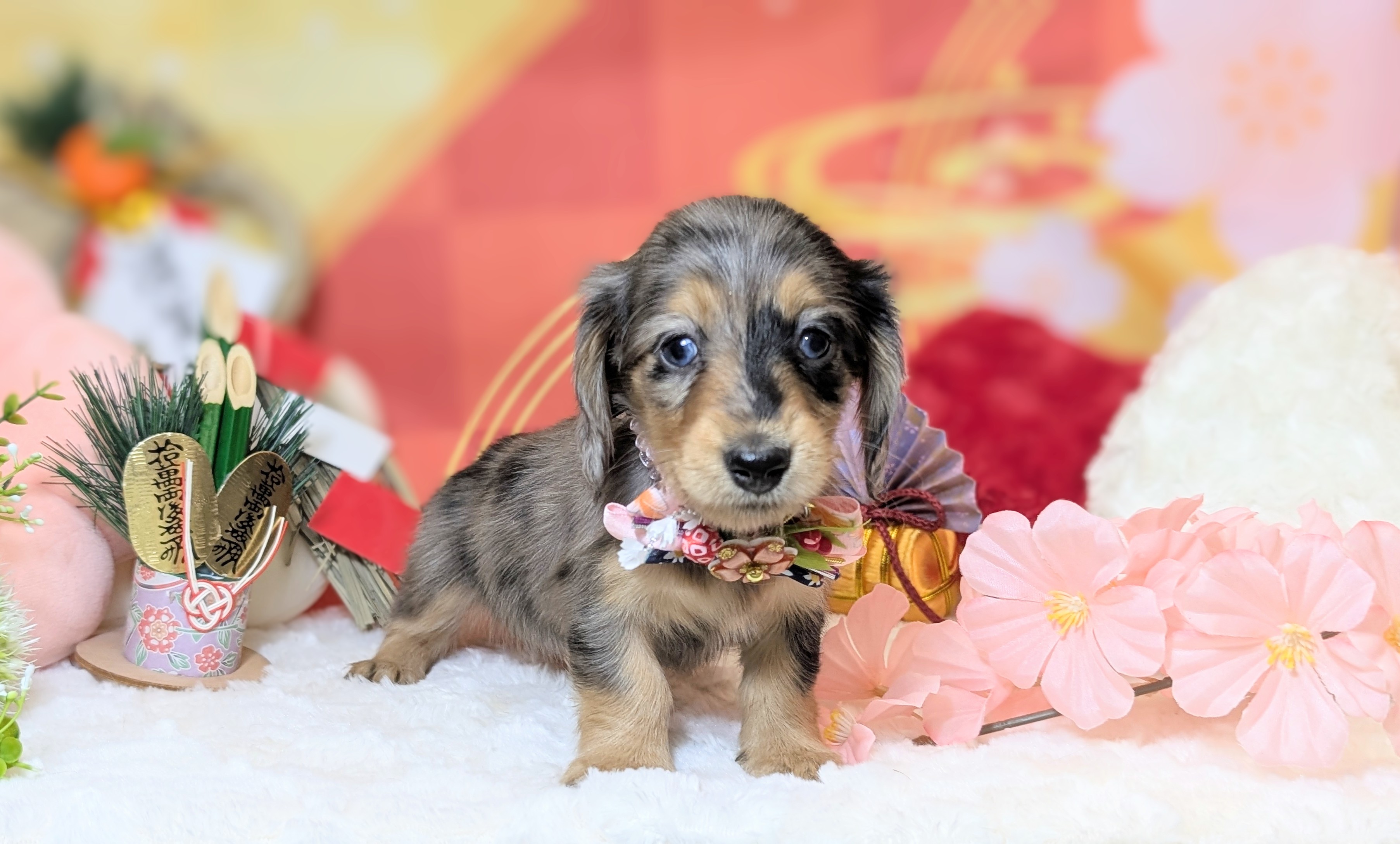 兵庫県のミニチュアダックスフンド(ロング) (ペッツワン神戸西神南店/2025年10月30日生まれ/女の子/シルバーダップル)の子犬の2枚目の画像