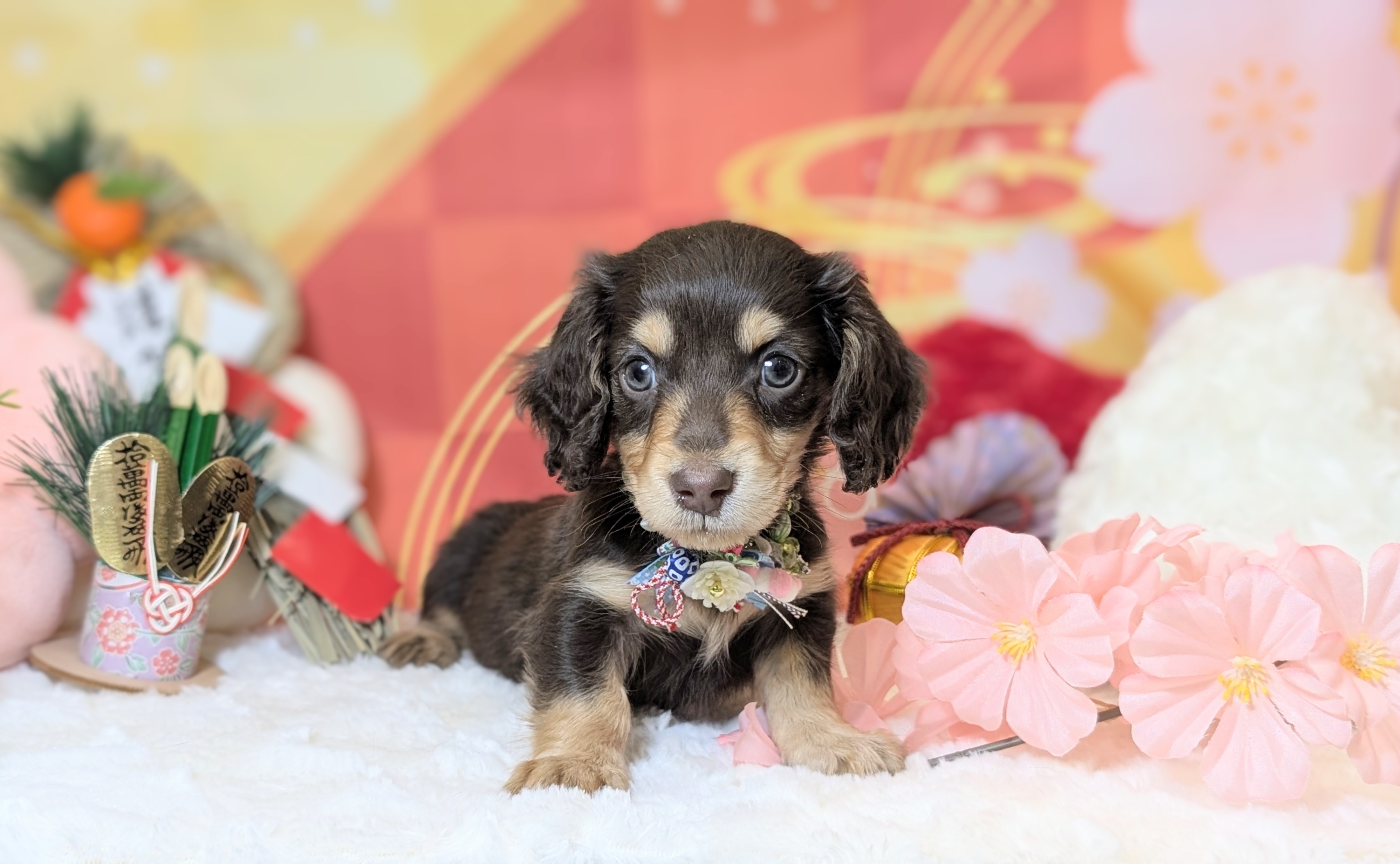 兵庫県のミニチュアダックスフンド(ロング) (ペッツワン神戸西神南店/2025年11月2日生まれ/男の子/チョコレートタン)の子犬の1枚目の画像