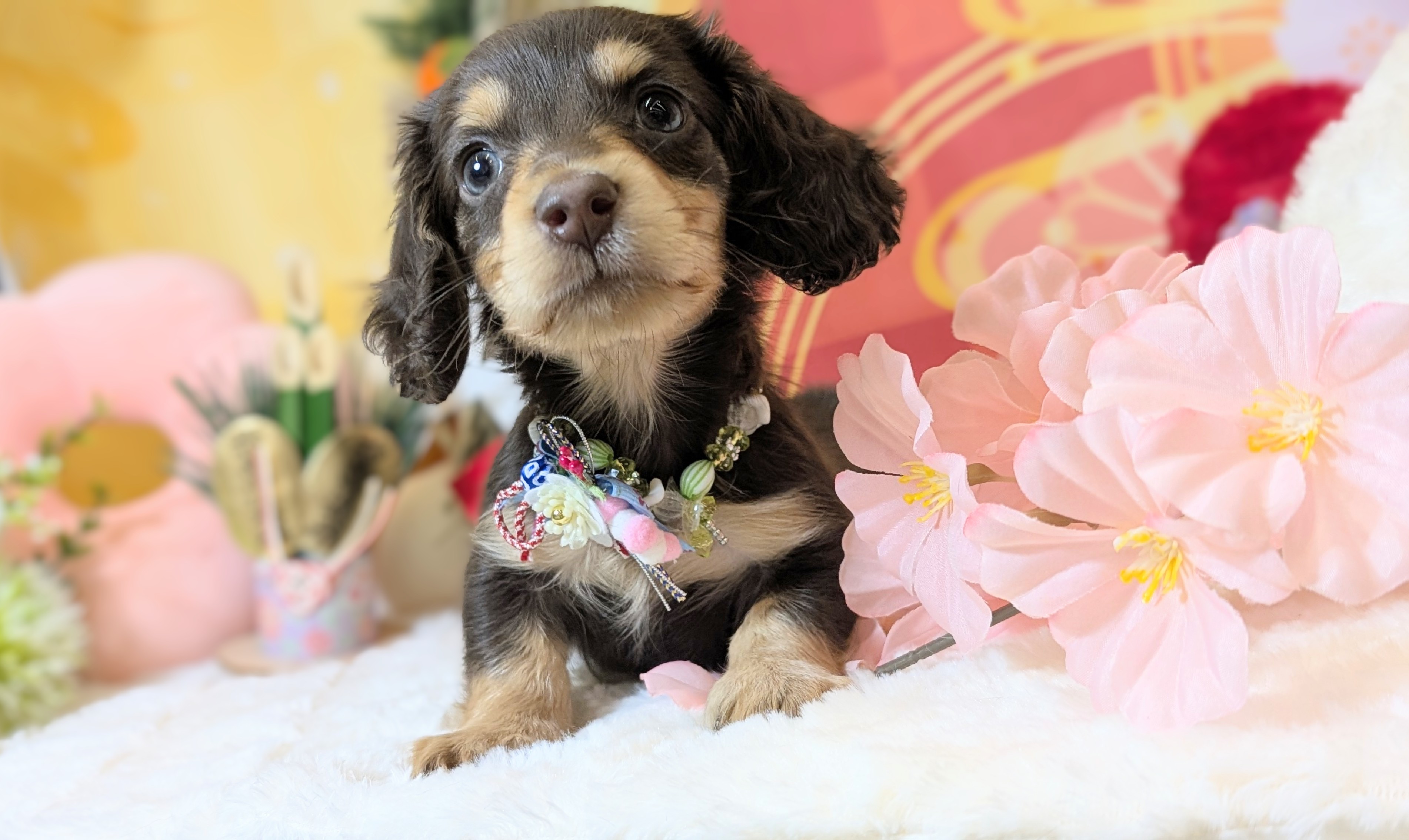 兵庫県のミニチュアダックスフンド(ロング) (ペッツワン神戸西神南店/2025年11月2日生まれ/男の子/チョコレートタン)の子犬の2枚目の画像