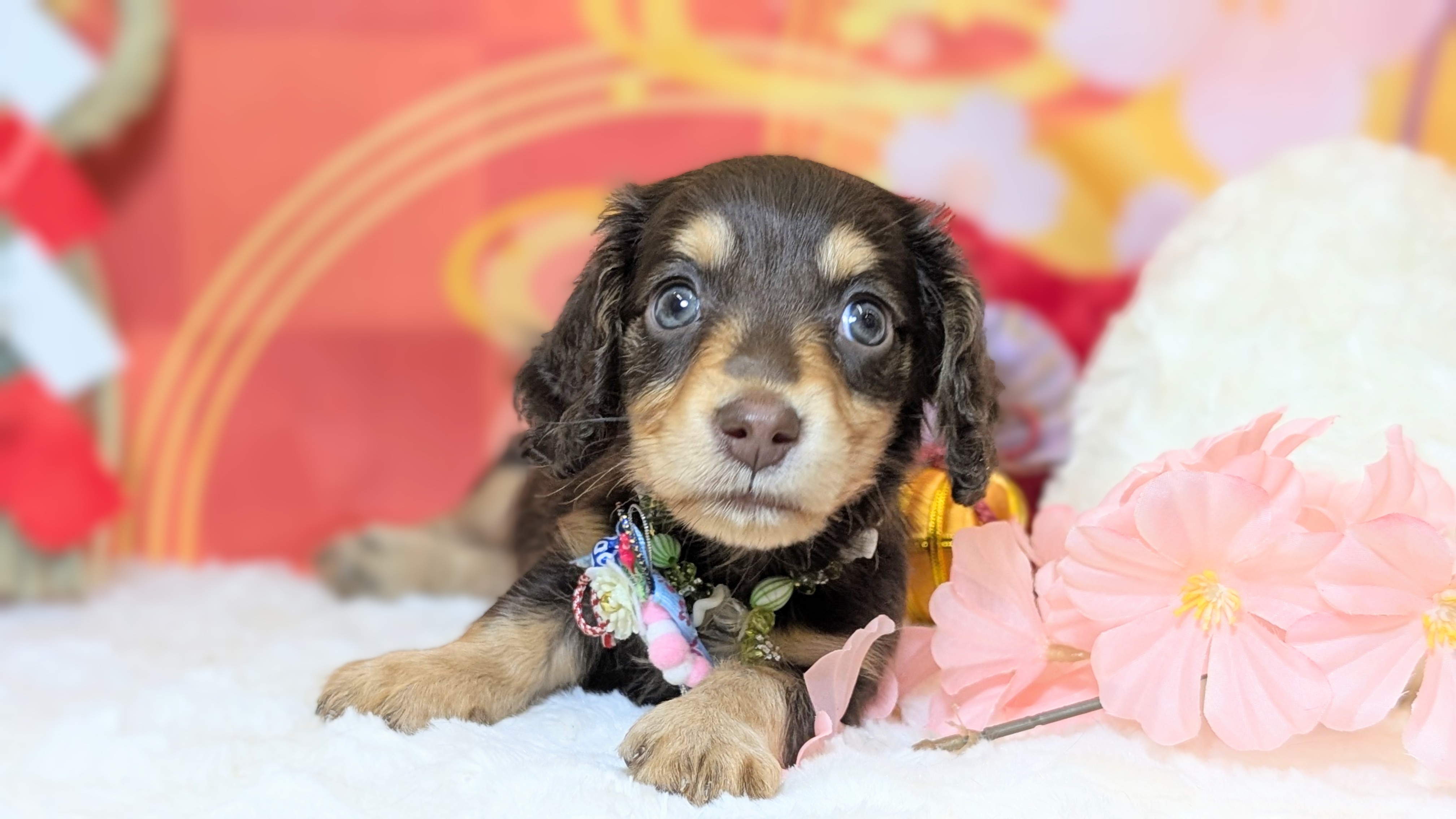 兵庫県のミニチュアダックスフンド(ロング) (ペッツワン神戸西神南店/2025年11月2日生まれ/男の子/チョコレートタン)の子犬の3枚目の画像