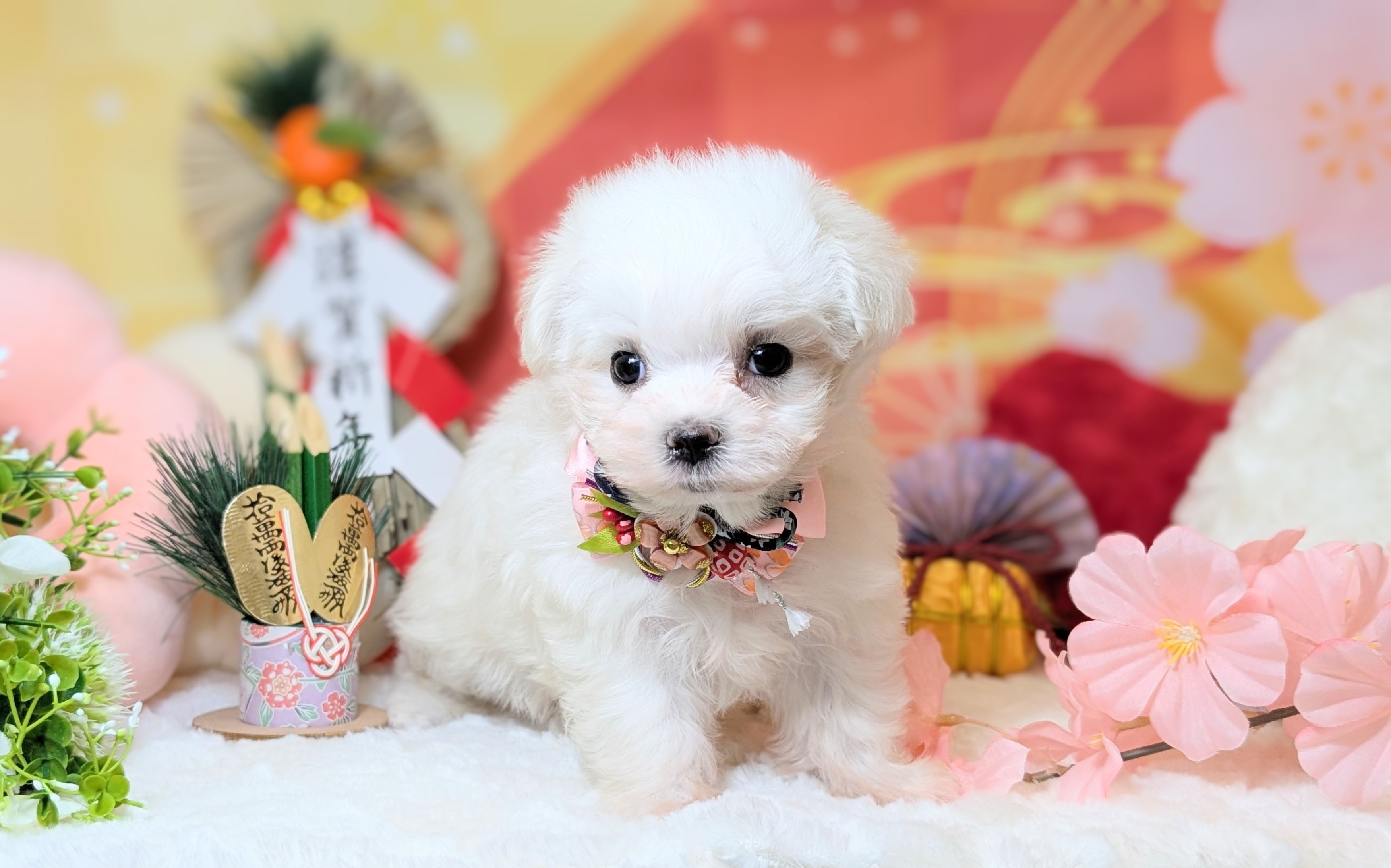 兵庫県のマルチーズ (ペッツワン神戸西神南店/2025年11月9日生まれ/女の子/ホワイト)の子犬の1枚目の画像