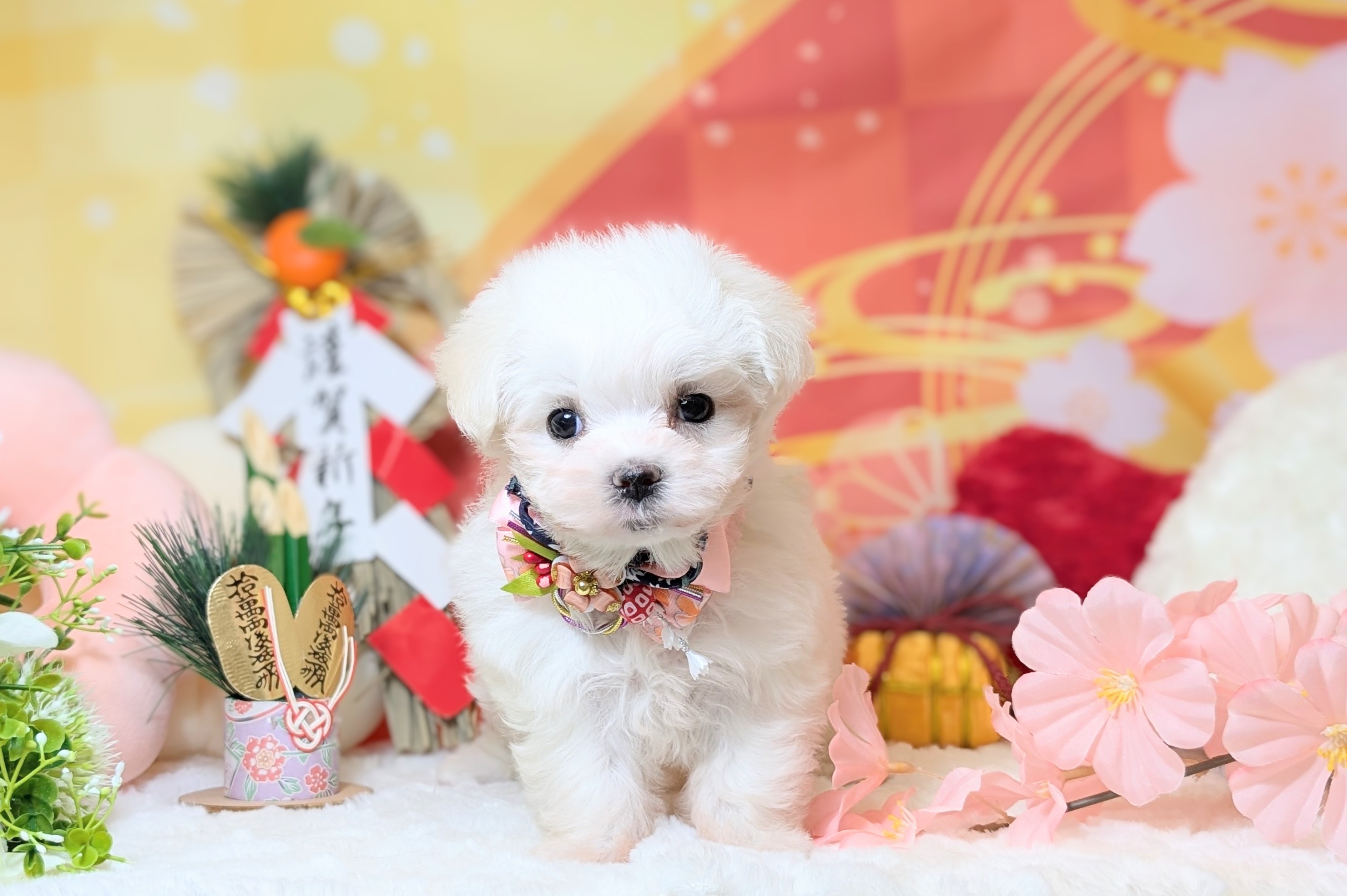 兵庫県のマルチーズ (ペッツワン神戸西神南店/2025年11月9日生まれ/女の子/ホワイト)の子犬の3枚目の画像