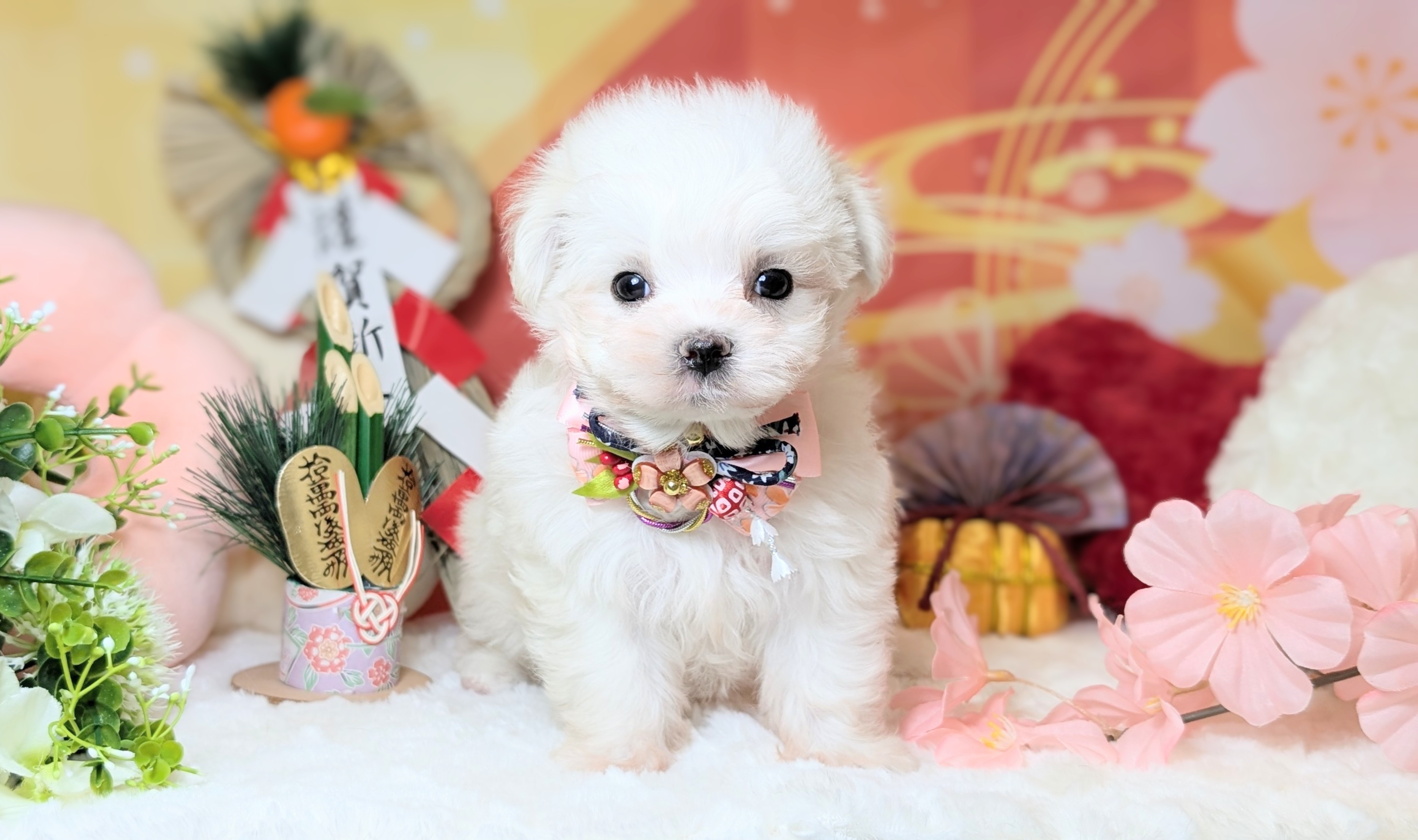 兵庫県のマルチーズ (ペッツワン神戸西神南店/2025年11月9日生まれ/女の子/ホワイト)の子犬の2枚目の画像