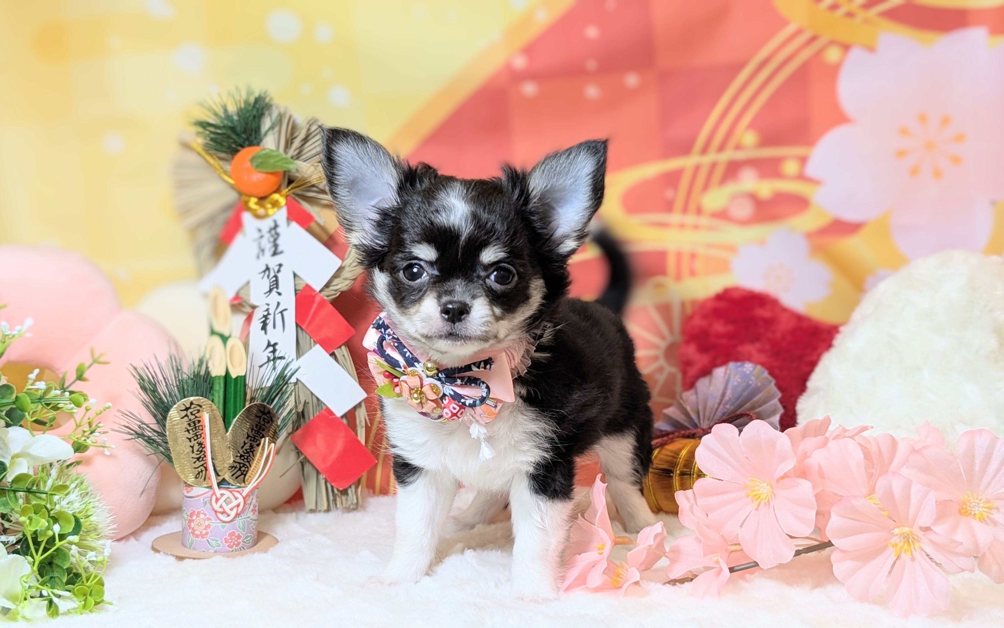 兵庫県のチワワ(ロング) (ペッツワン神戸西神南店/2025年11月4日生まれ/女の子/ブラックタンホワイト)の子犬の3枚目の画像