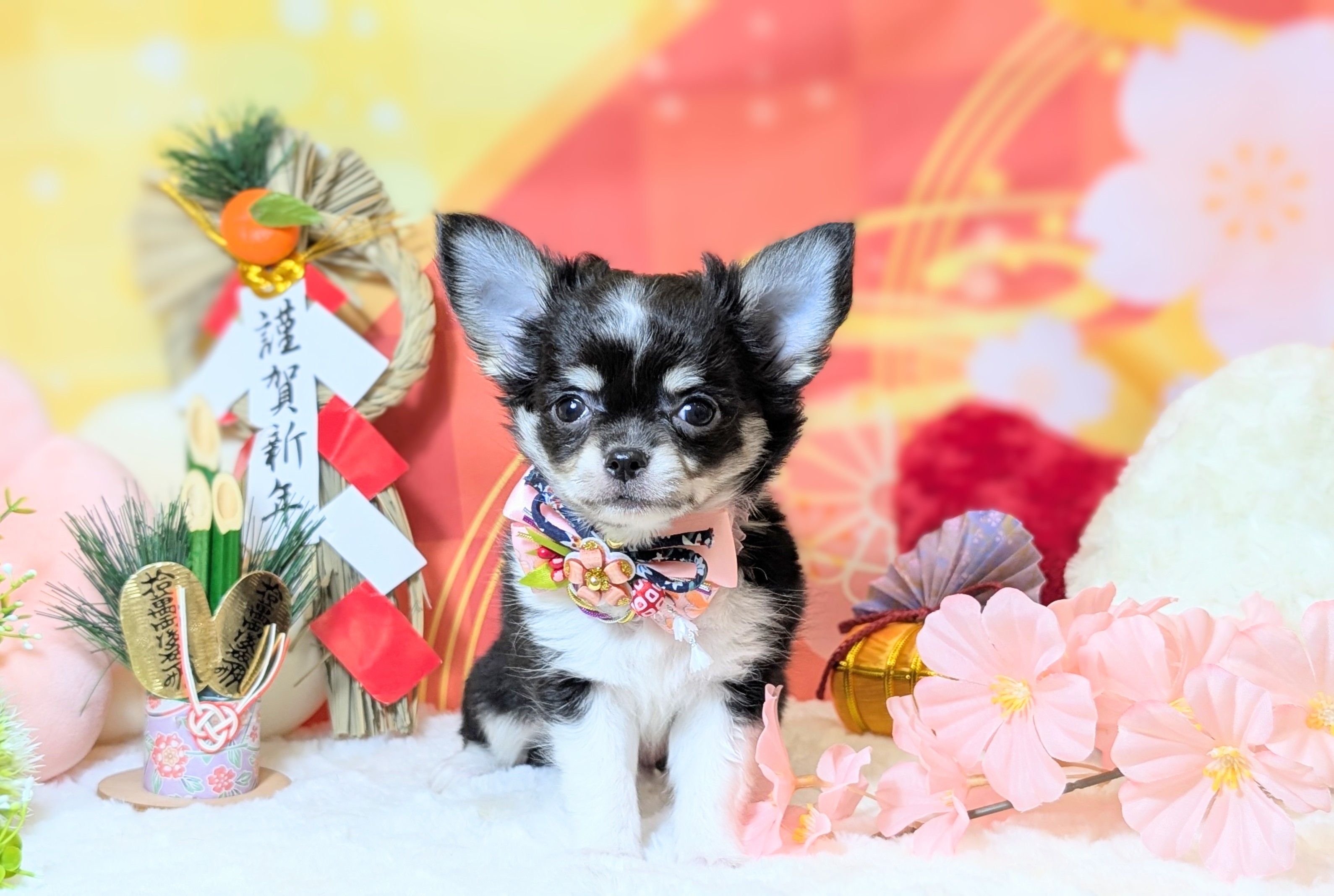 兵庫県のチワワ(ロング) (ペッツワン神戸西神南店/2025年11月4日生まれ/女の子/ブラックタンホワイト)の子犬の2枚目の画像