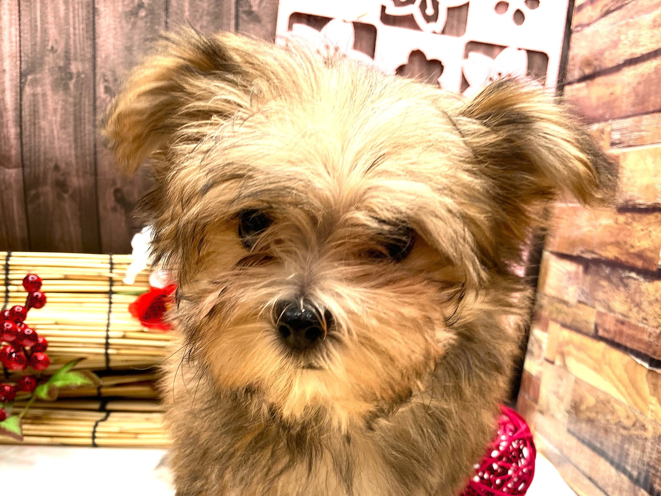 京都府のハーフ犬・ミックス犬 (ペッツワン木津川店/2025年10月12日生まれ/男の子/フォーンホワイト)の子犬