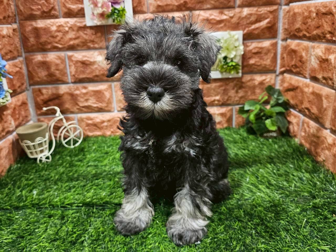 栃木県のミニチュアシュナウザー (ペッツワン今市店/2025年11月3日生まれ/男の子/ソルト&)の子犬