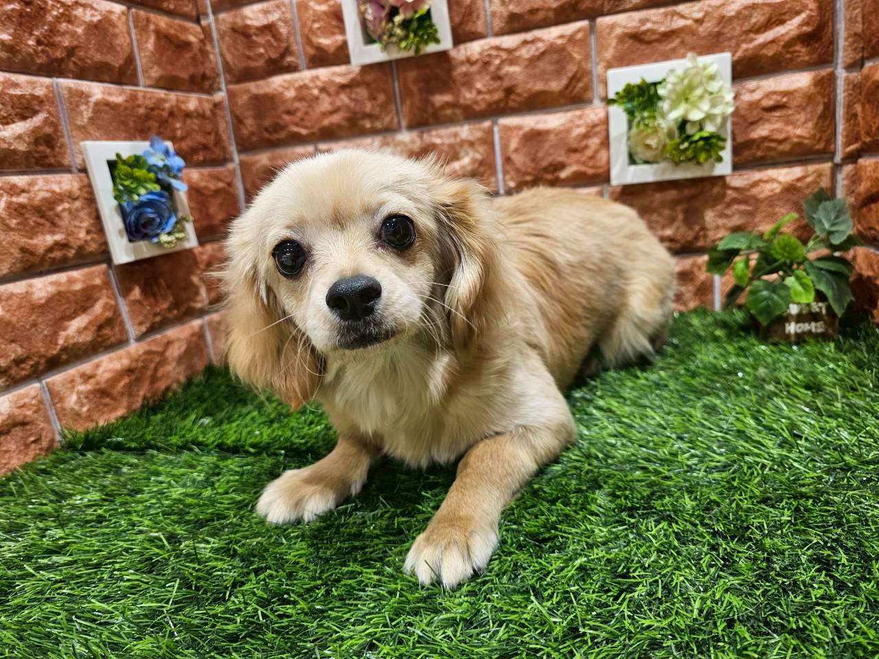 栃木県のハーフ犬・ミックス犬 (ペッツワン今市店/2025年6月21日生まれ/女の子/クリーム)の子犬