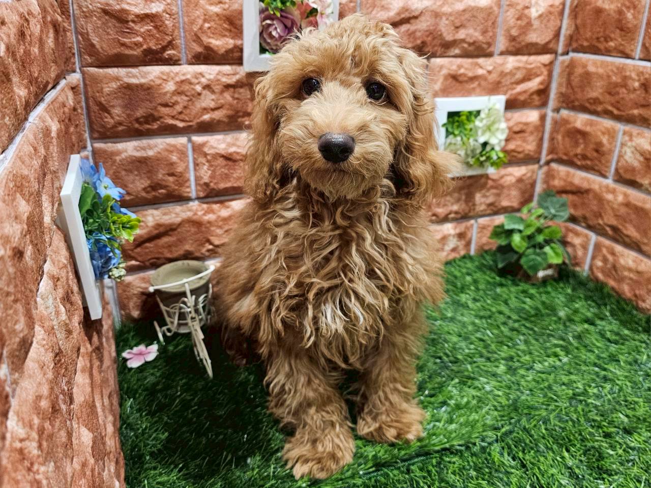 栃木県のトイプードル(トイ) (ペッツワン今市店/2025年9月4日生まれ/男の子/レッド)の子犬