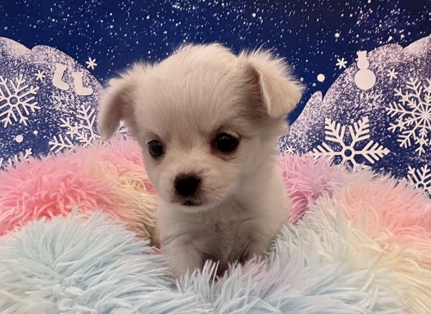 栃木県のチワワ(ロング) (ペッツワン大田原店/2025年11月8日生まれ/女の子/ホワイトクリーム)の子犬