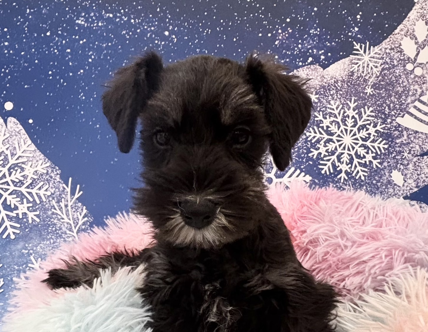 栃木県のミニチュアシュナウザー (ペッツワン大田原店/2025年11月3日生まれ/女の子/ブラックシルバー)の子犬