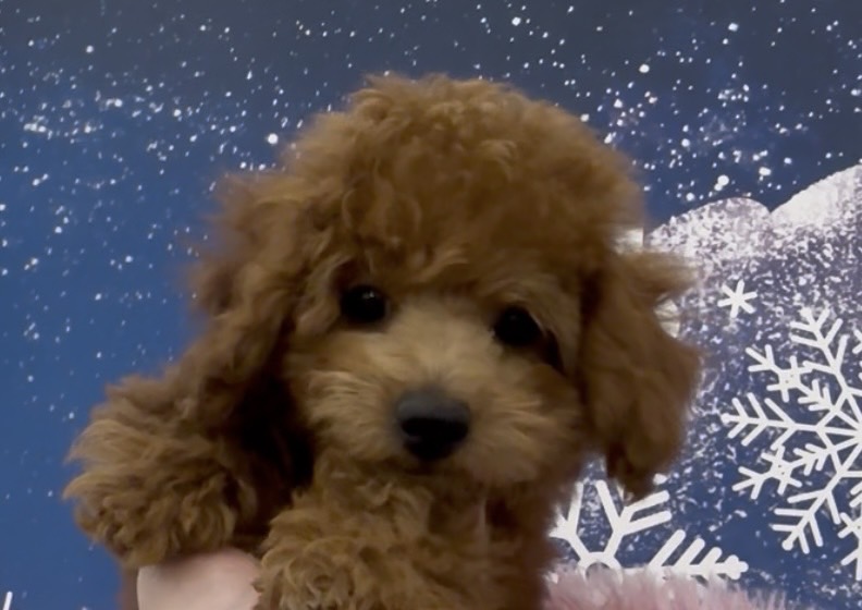 栃木県のトイプードル(トイ) (ペッツワン大田原店/2025年10月3日生まれ/男の子/レッド)の子犬