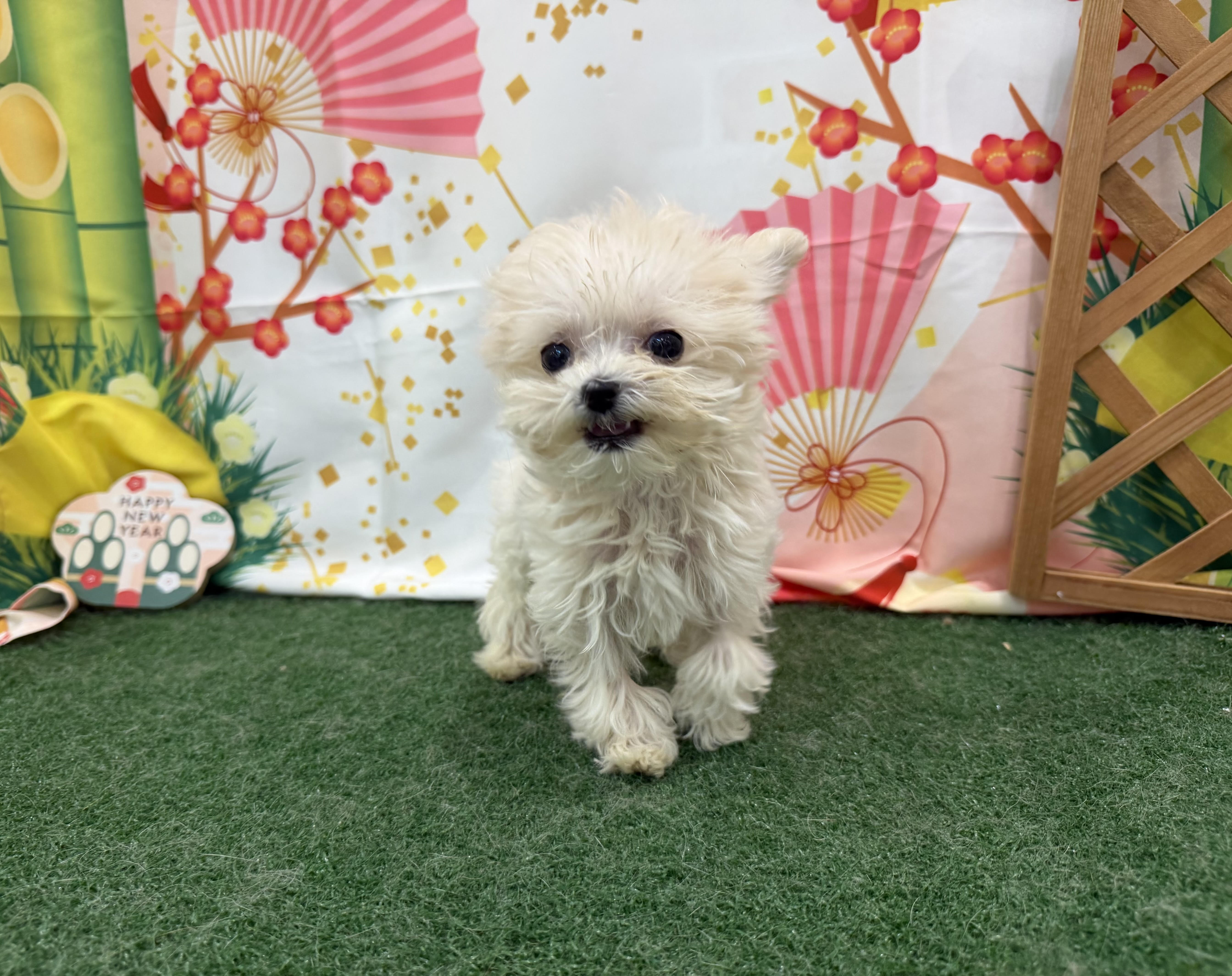 静岡県のハーフ犬・ミックス犬 (ペッツワン清水店/2025年10月8日生まれ/男の子/クリーム)の子犬