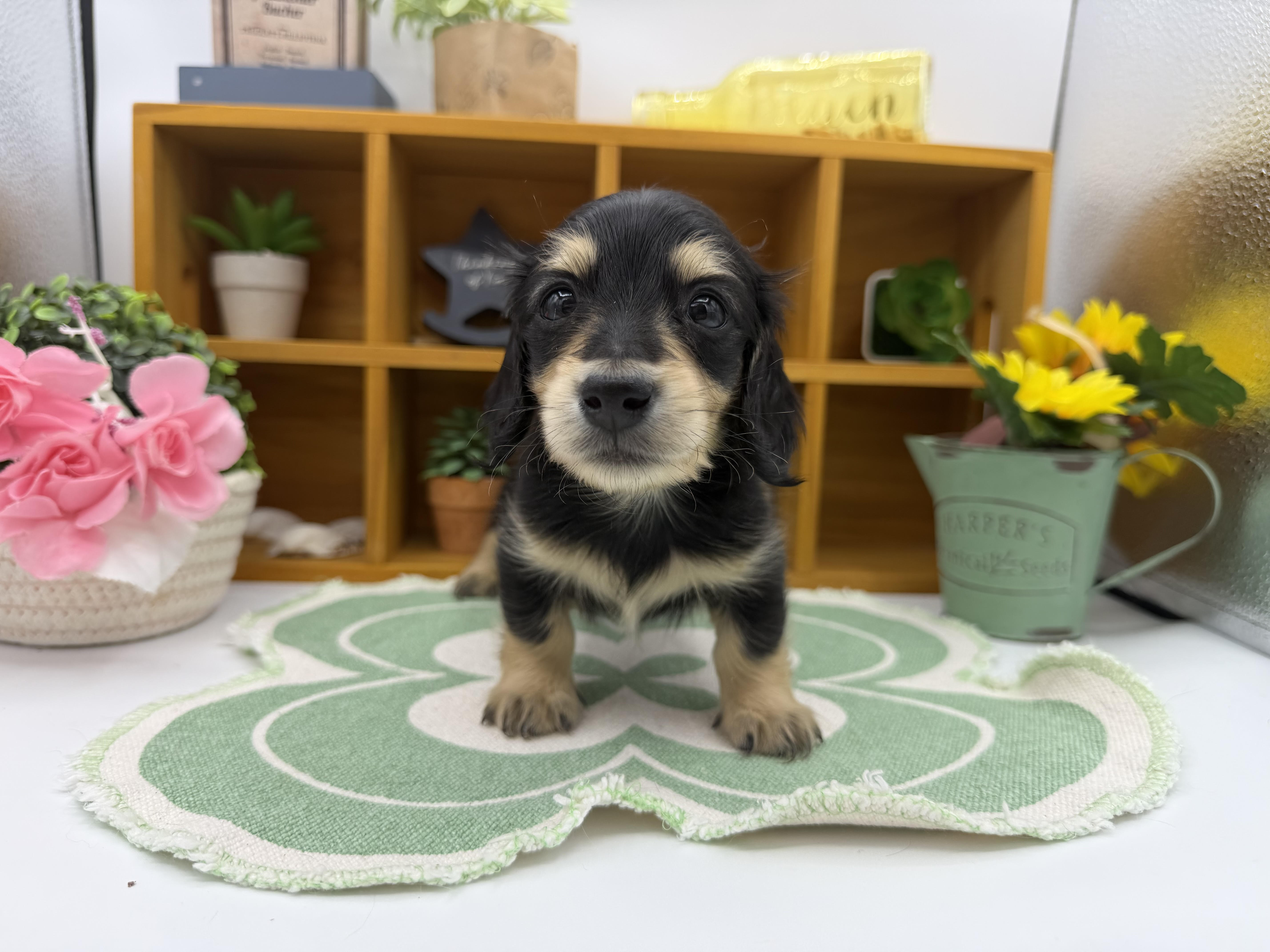 静岡県のミニチュアダックスフンド(ロング) (ペッツワン清水店/2025年11月3日生まれ/男の子/ブラックイエロー)の子犬