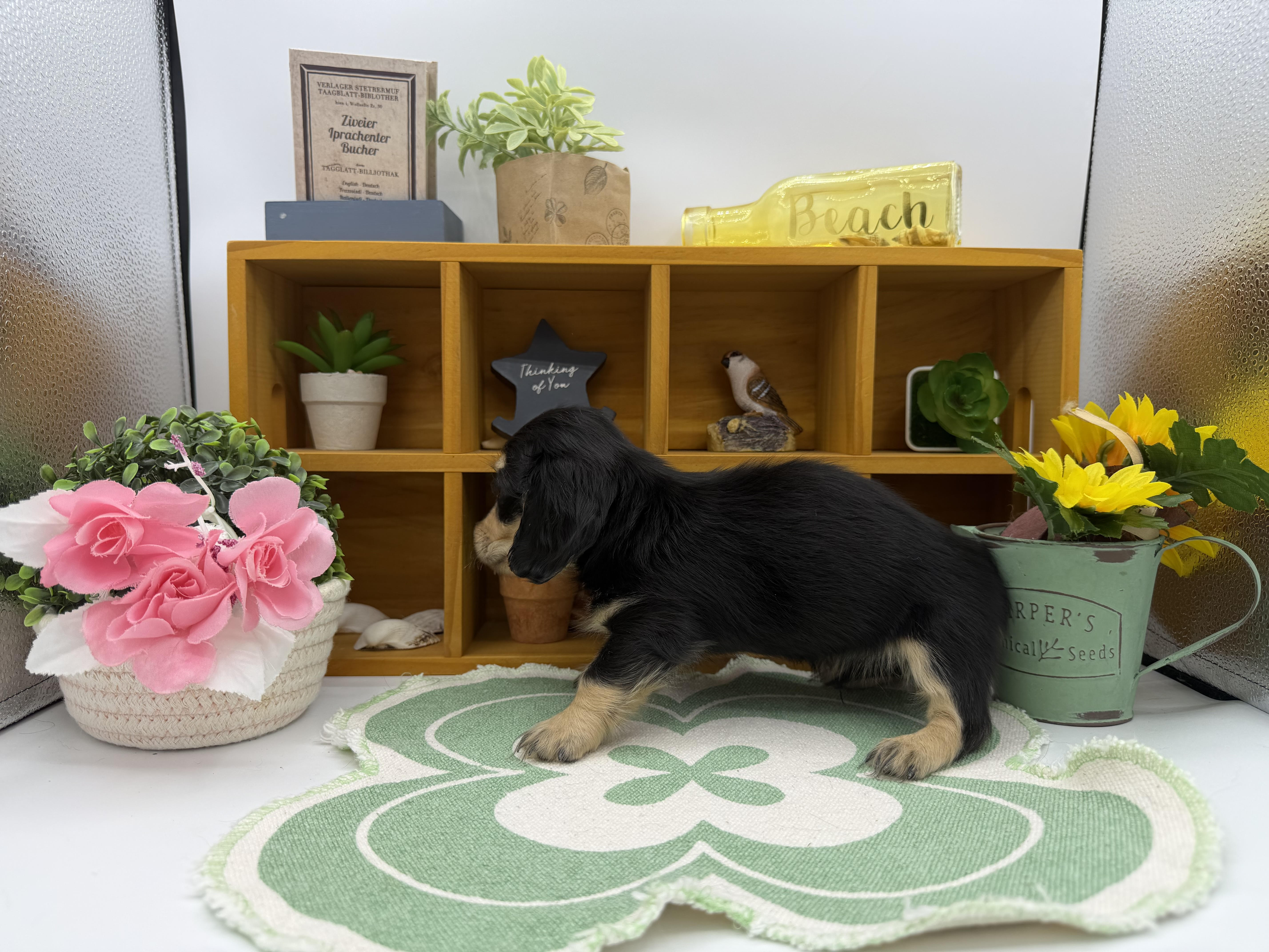 静岡県のミニチュアダックスフンド(ロング) (ペッツワン清水店/2025年11月3日生まれ/男の子/ブラックイエロー)の子犬の3枚目の画像