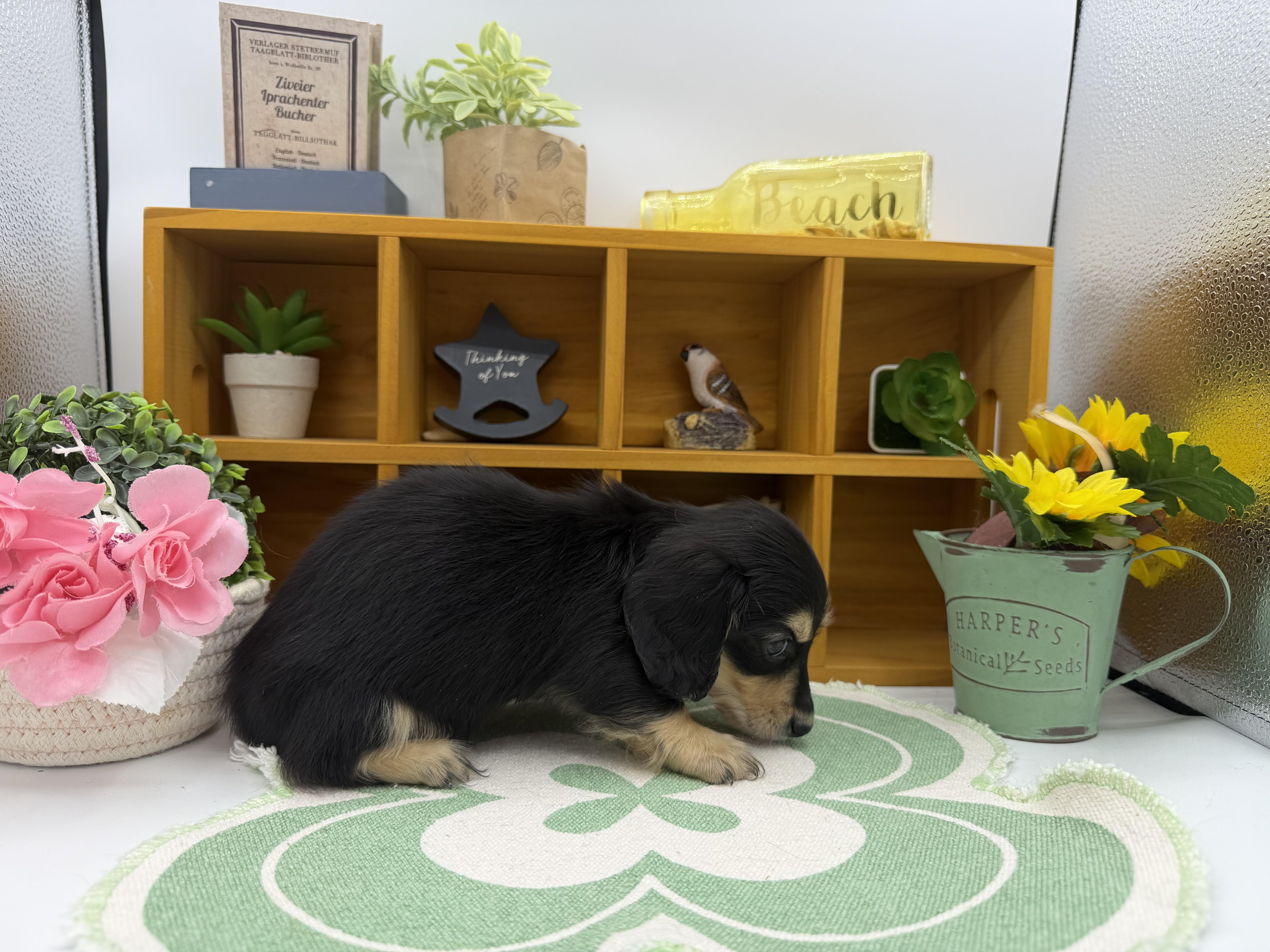 静岡県のミニチュアダックスフンド(ロング) (ペッツワン清水店/2025年11月3日生まれ/男の子/ブラックイエロー)の子犬の2枚目の画像