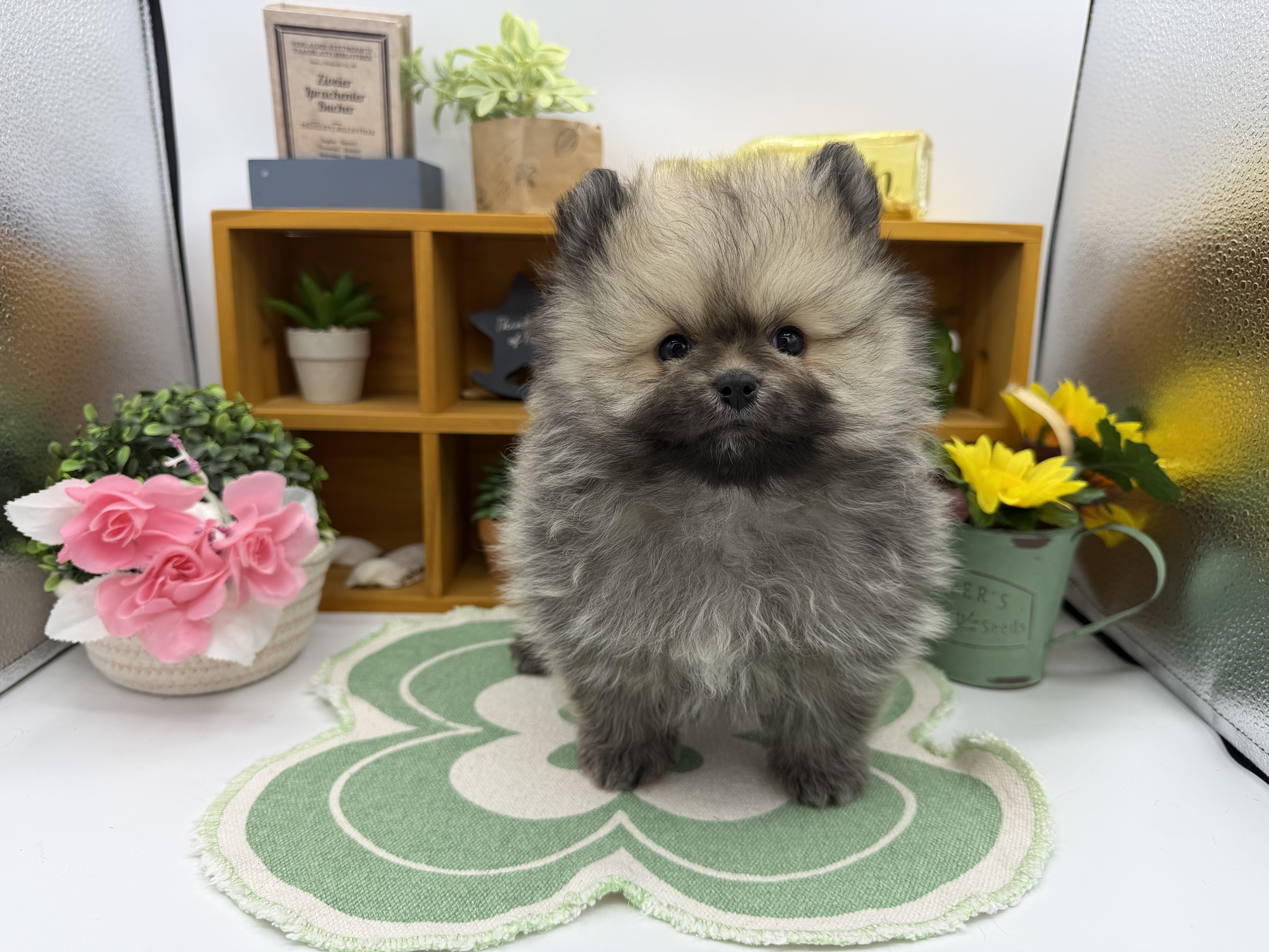 静岡県のポメラニアン (ペッツワン清水店/2025年10月28日生まれ/男の子/クリームセーブル)の子犬