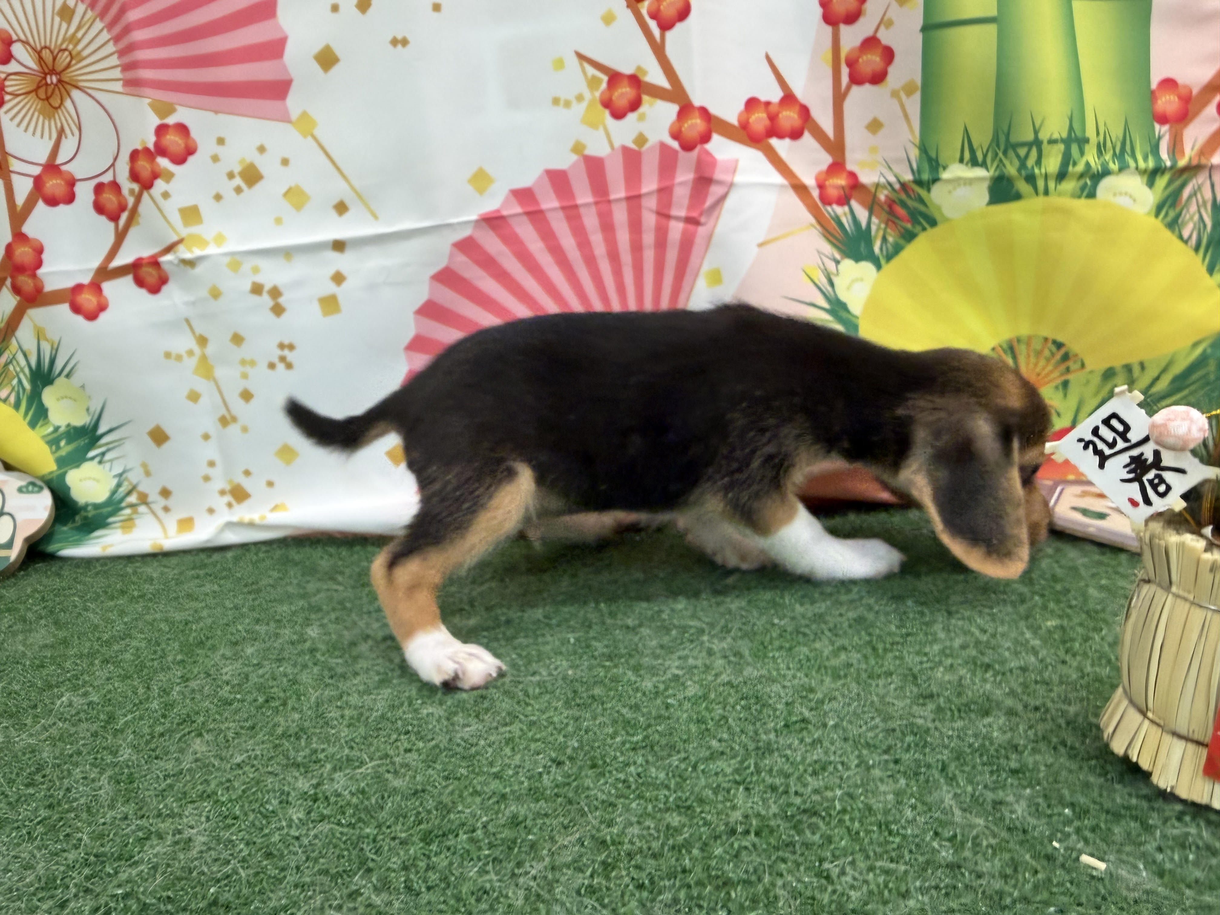 静岡県のビーグル (ペッツワン清水店/2025年10月29日生まれ/男の子/ハウンドカラー)の子犬の2枚目の画像