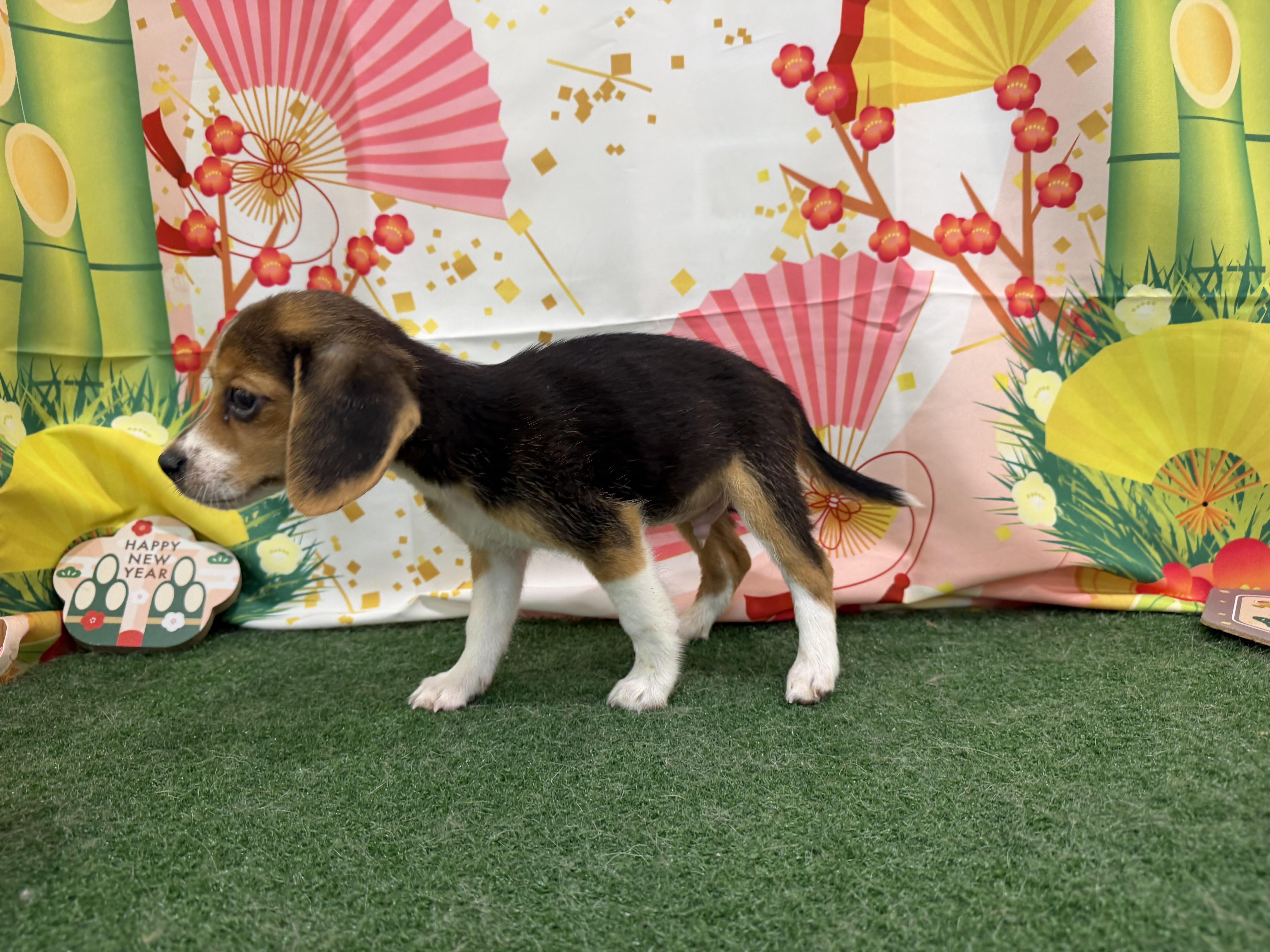 静岡県のビーグル (ペッツワン清水店/2025年10月29日生まれ/男の子/ハウンドカラー)の子犬の3枚目の画像