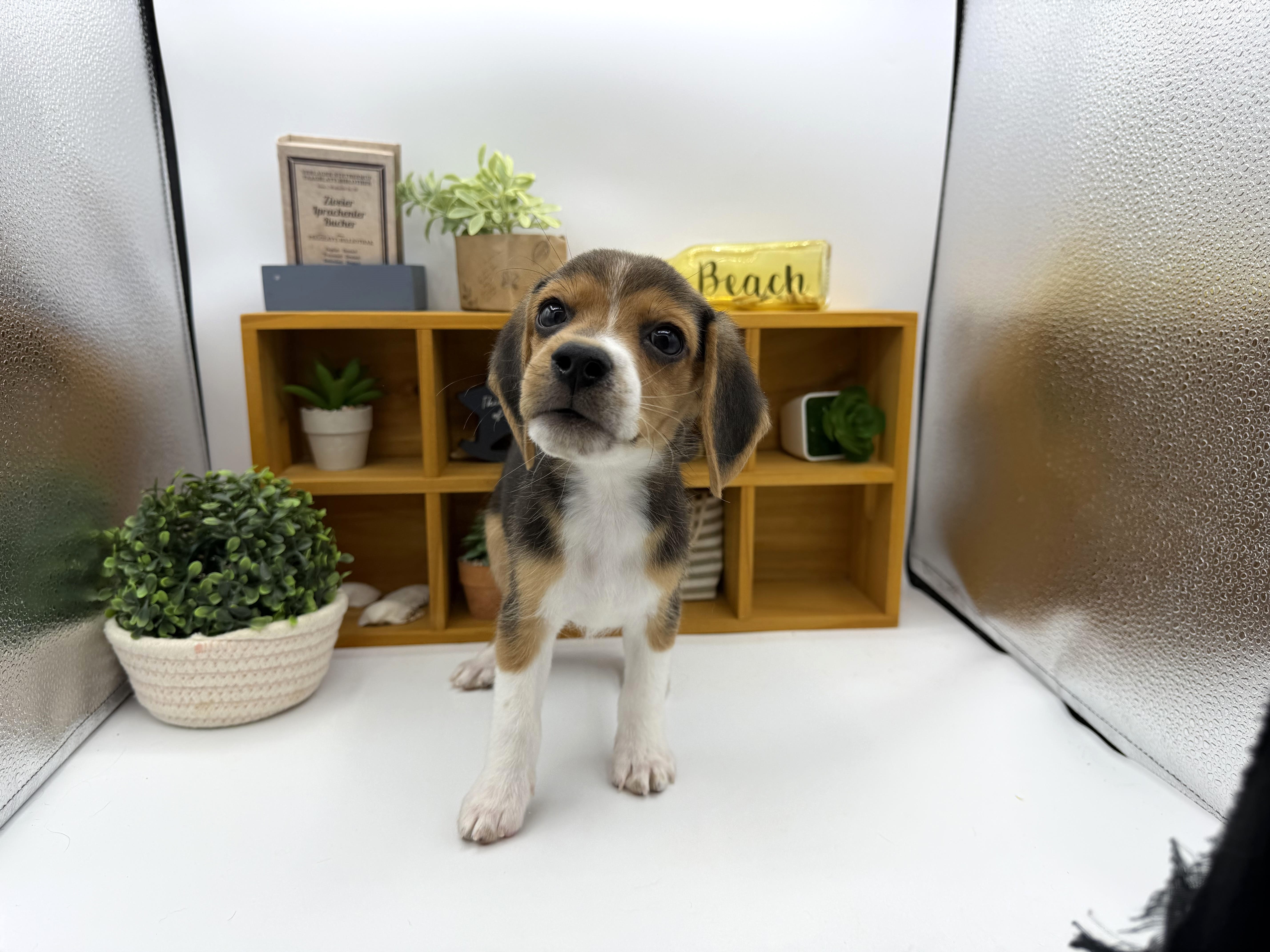 静岡県のビーグル (ペッツワン清水店/2025年10月29日生まれ/男の子/ハウンドカラー)の子犬