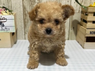 静岡県のハーフ犬・ミックス犬 (ペッツワン浜松都田テクノ店/2025年10月17日生まれ/女の子/アプリコット)の子犬