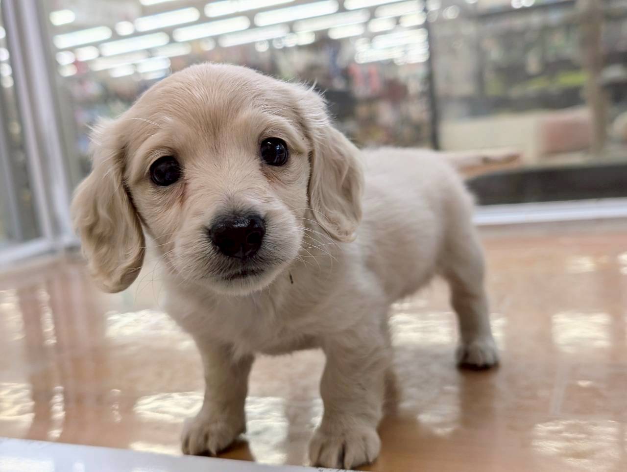 愛知県のミニチュアダックスフンド(ロング) (ペッツワン名古屋大高インター店/2025年10月20日生まれ/女の子/イエロー)の子犬